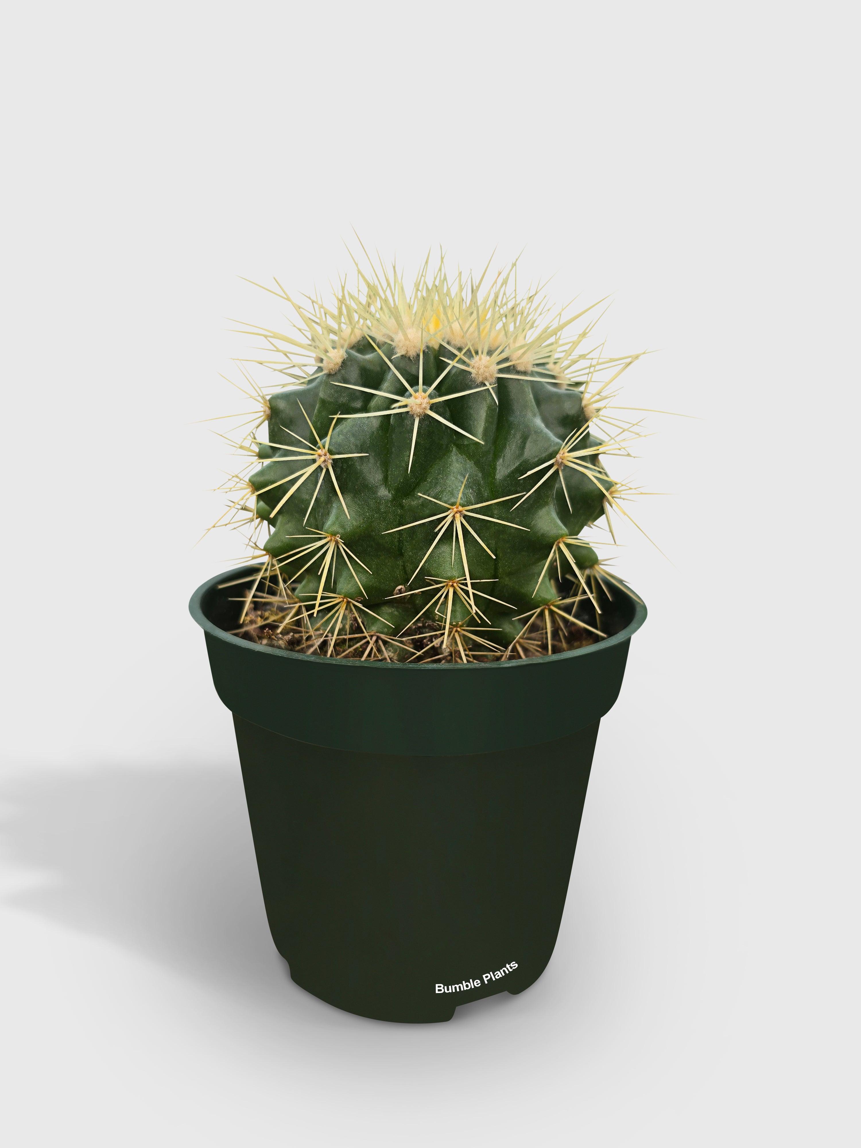 Bumble Plants Golden Barrel Cactus 'Echinocactus Grusonii'