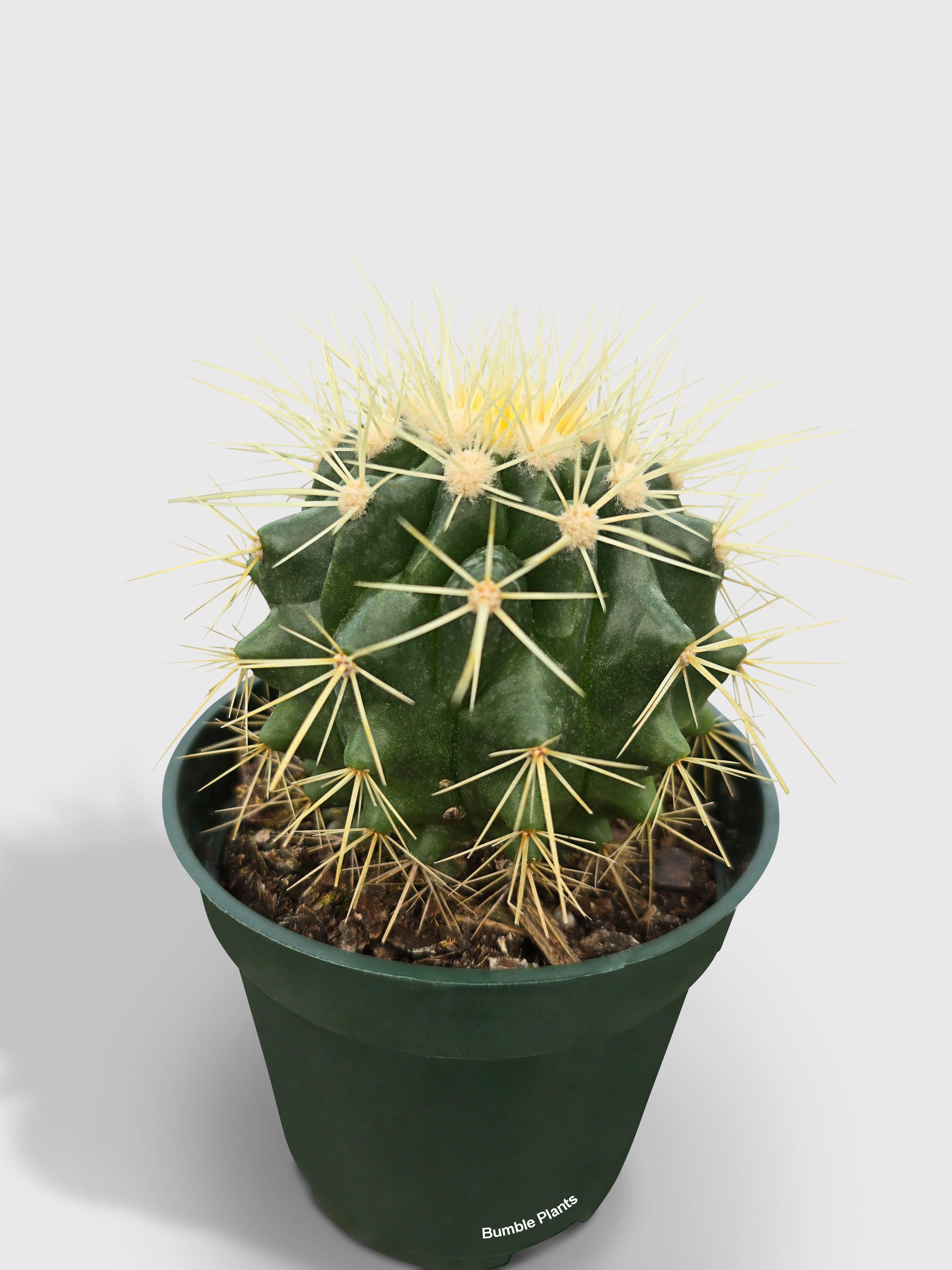 Bumble Plants Golden Barrel Cactus 'Echinocactus Grusonii'