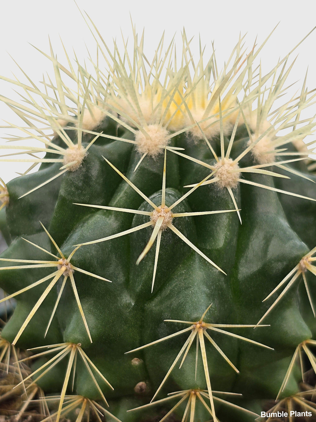 Bumble Plants Golden Barrel Cactus 'Echinocactus Grusonii'