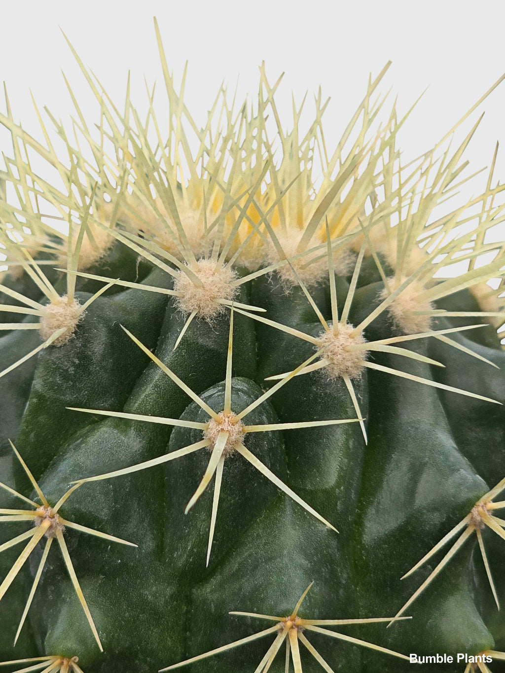 Bumble Plants Golden Barrel Cactus 'Echinocactus Grusonii'