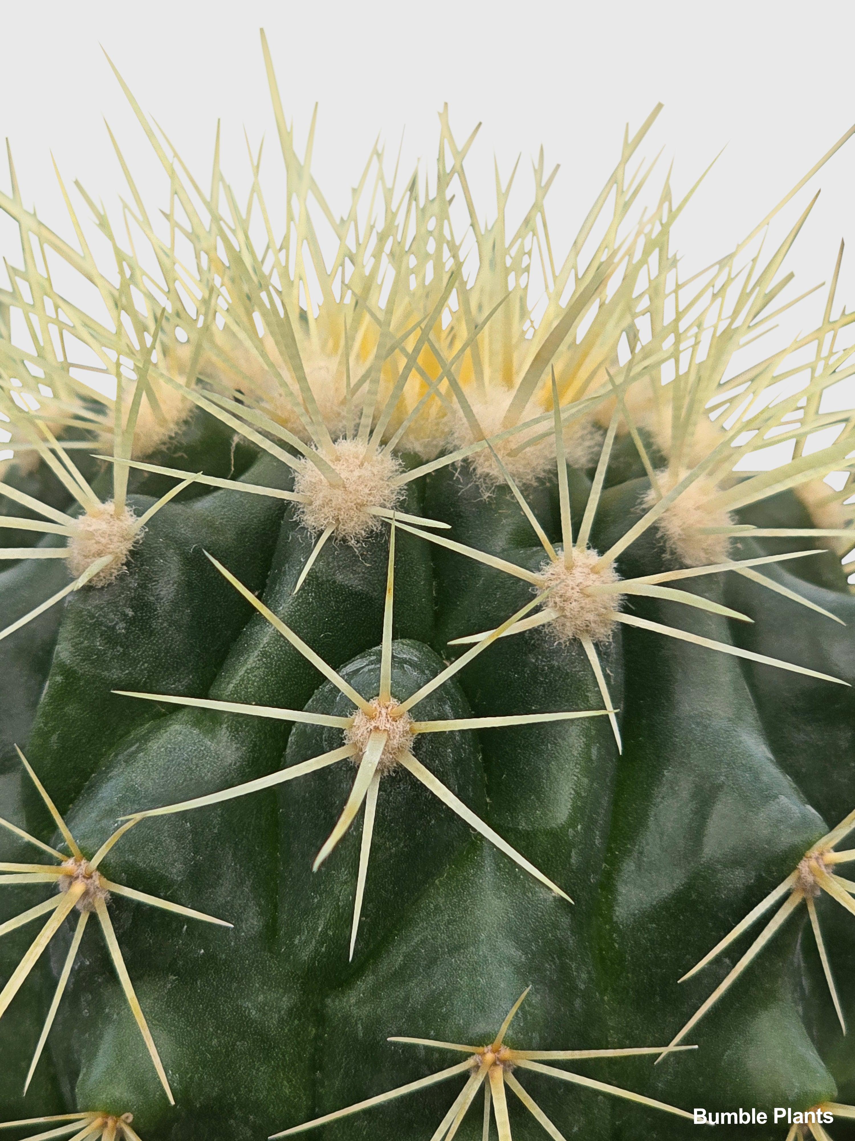 Bumble Plants Golden Barrel Cactus 'Echinocactus Grusonii'