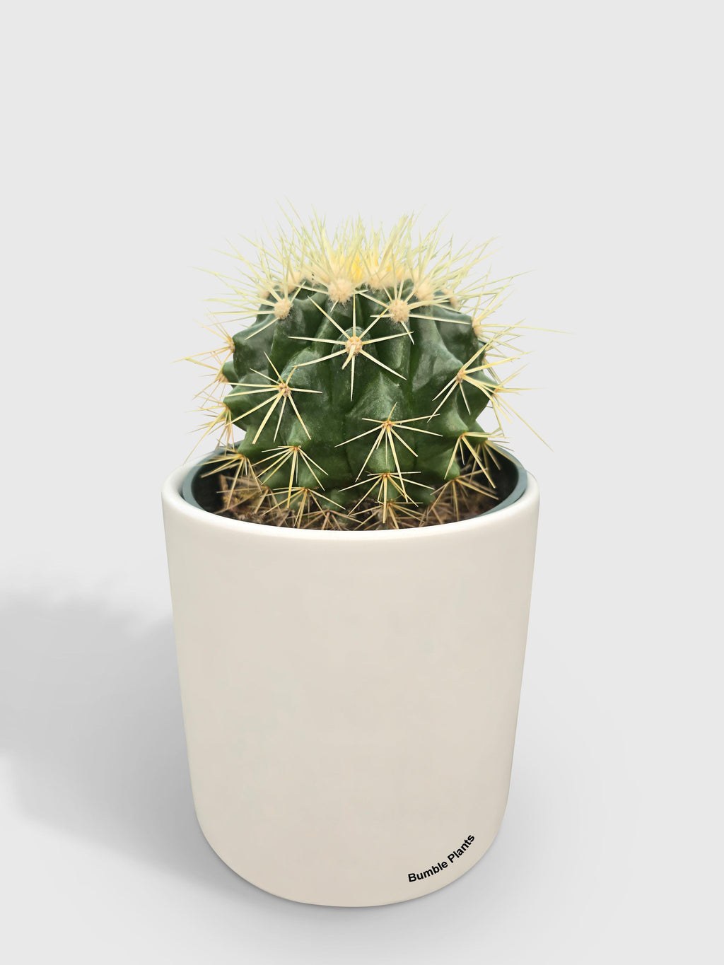 Bumble Plants Golden Barrel Cactus 'Echinocactus Grusonii'