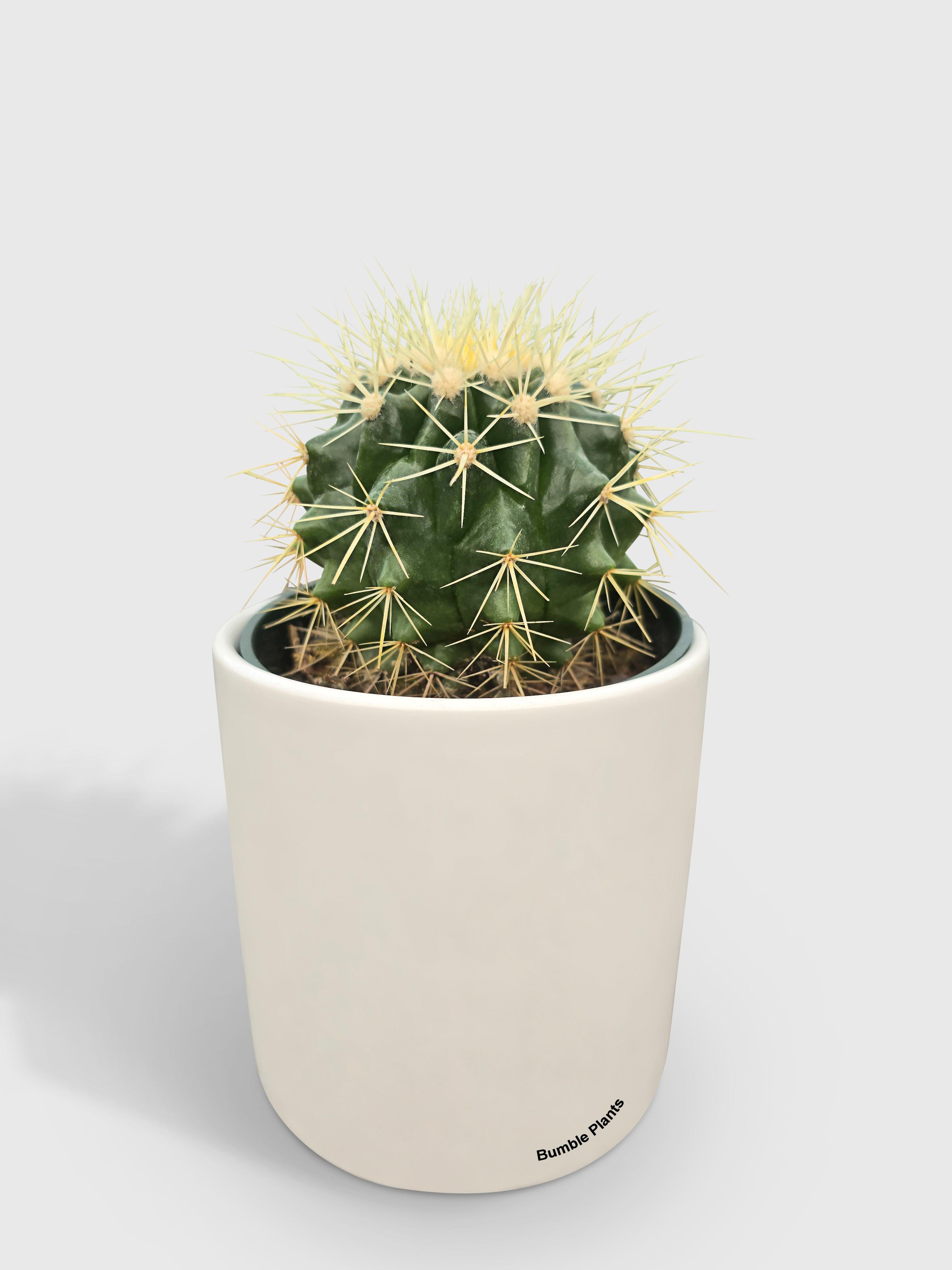Bumble Plants Golden Barrel Cactus 'Echinocactus Grusonii'