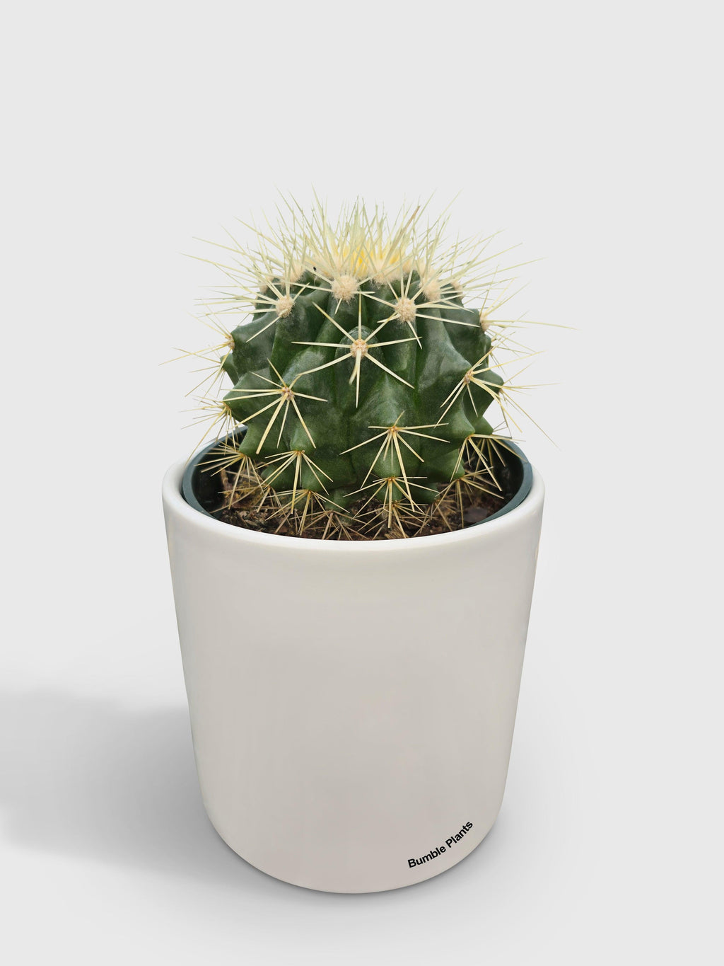 Bumble Plants Golden Barrel Cactus 'Echinocactus Grusonii'