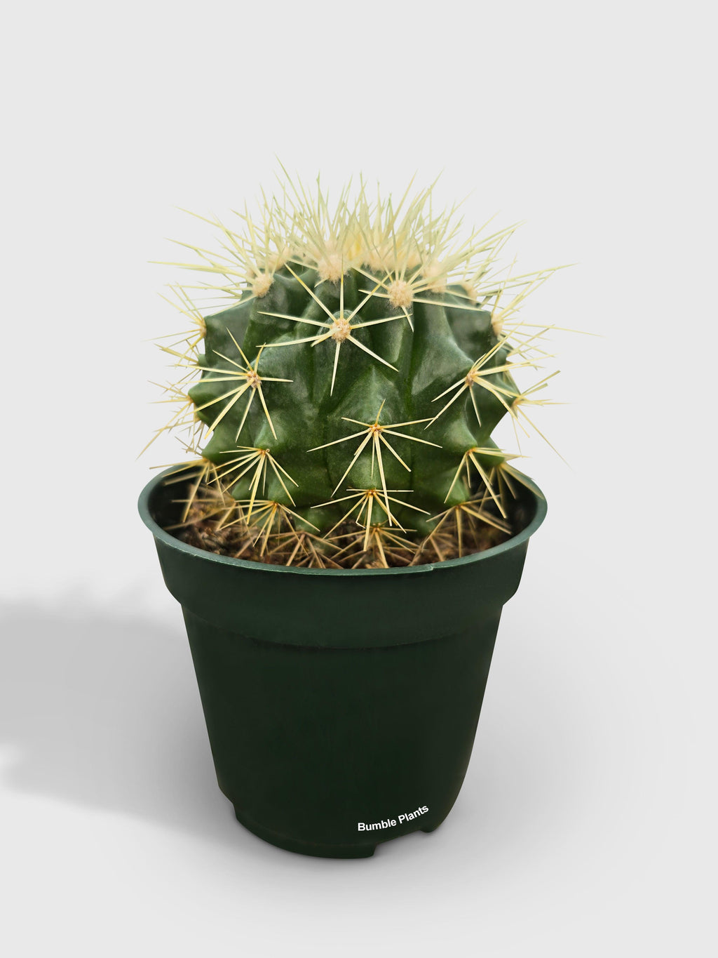 Bumble Plants Golden Barrel Cactus 'Echinocactus Grusonii'