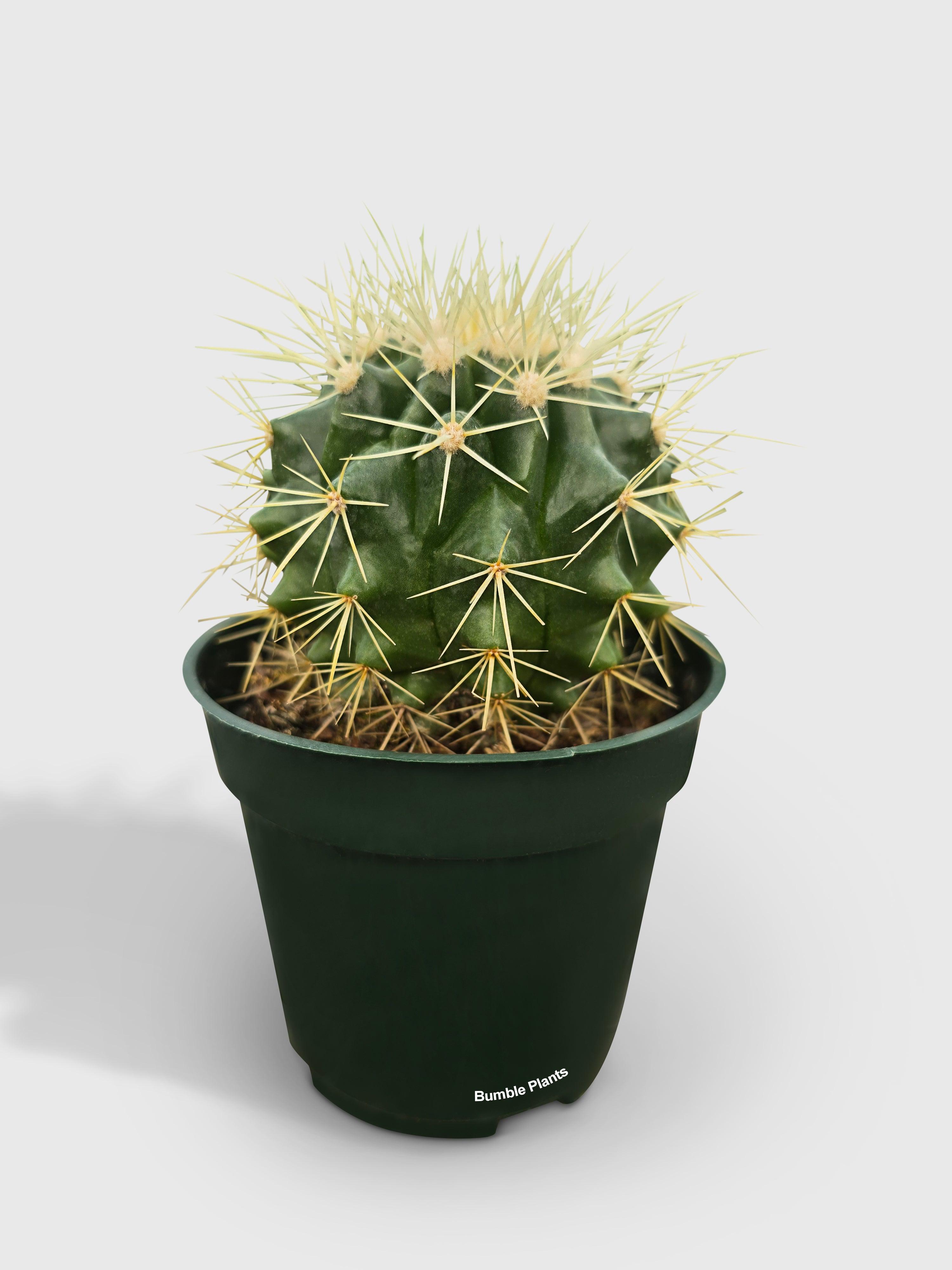 Bumble Plants Golden Barrel Cactus 'Echinocactus Grusonii'