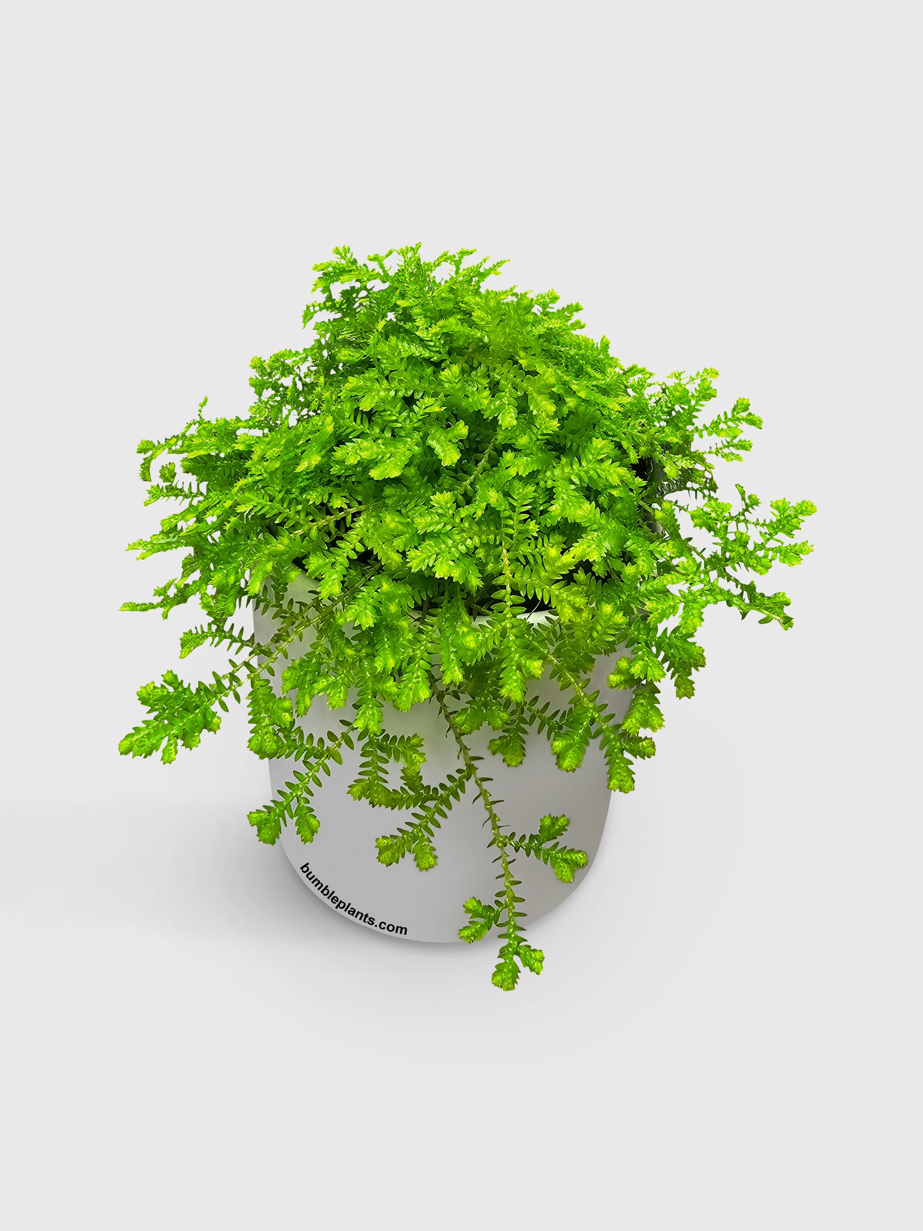 Bumble Plants Golden Moss Selaginella Kraussiana 'Aurea'