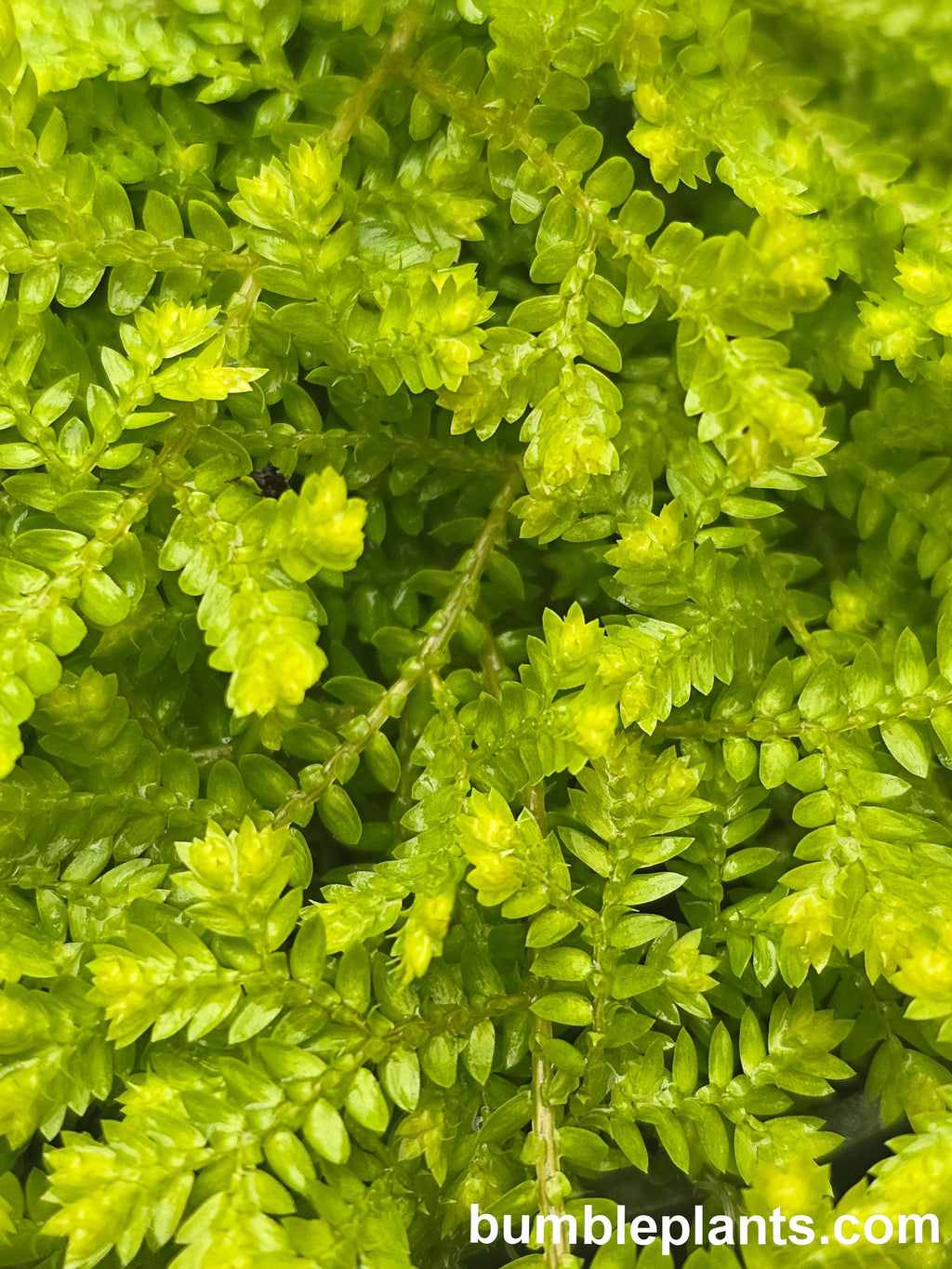 Bumble Plants Golden Moss Selaginella Kraussiana 'Aurea'