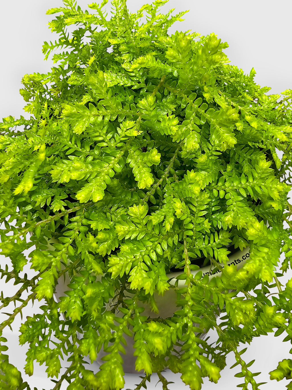 Bumble Plants Golden Moss Selaginella Kraussiana 'Aurea'
