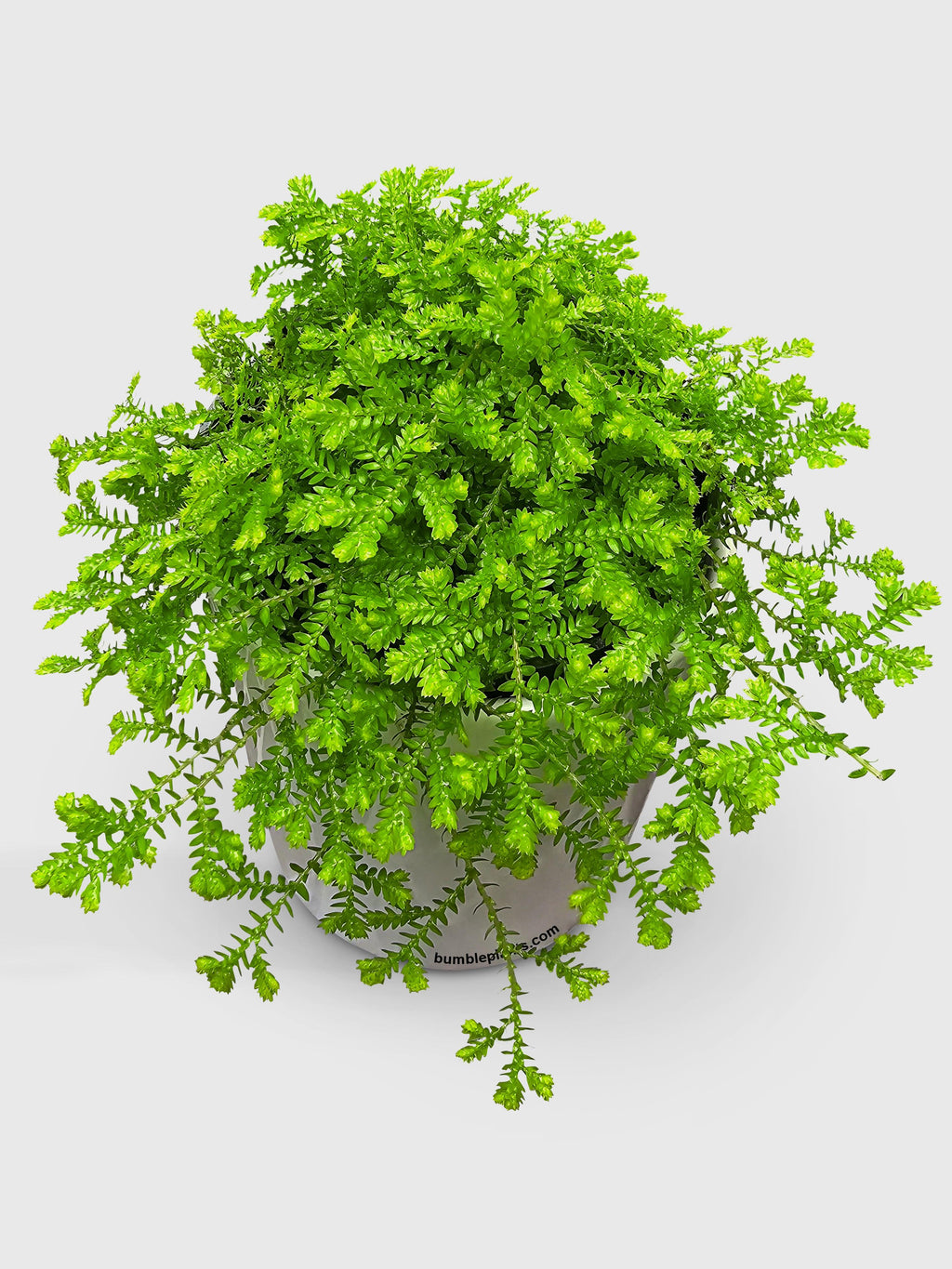 Bumble Plants Golden Moss Selaginella Kraussiana 'Aurea'