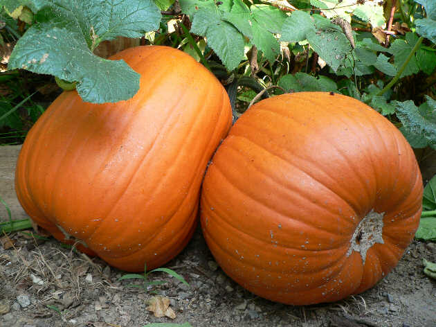 Seattle Seed Company Pumpkin - Jack 'O Lantern | Heirloom Boulevard
