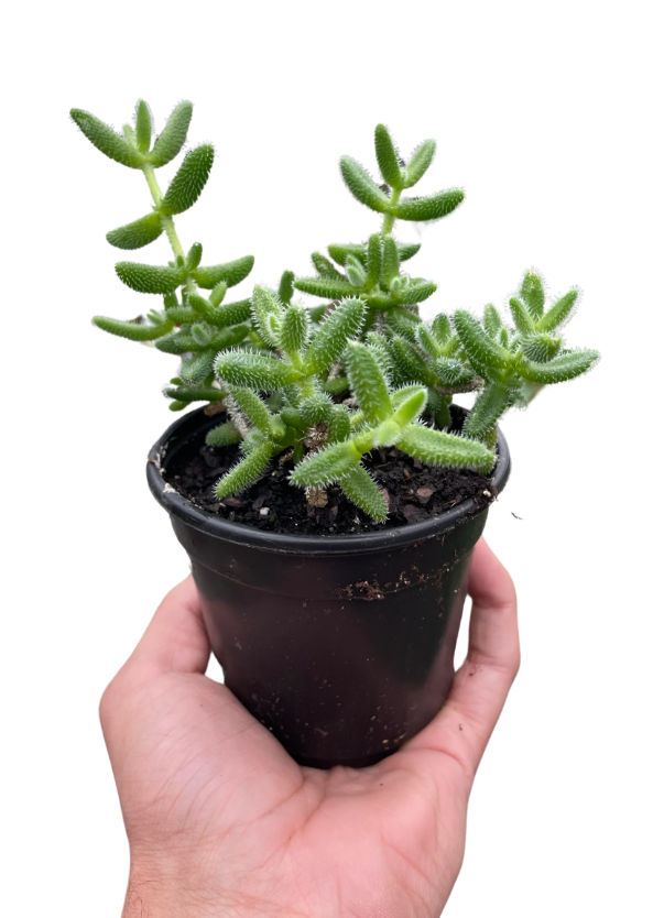 Bumble Plants Hedgehog Ice Plant Succulent