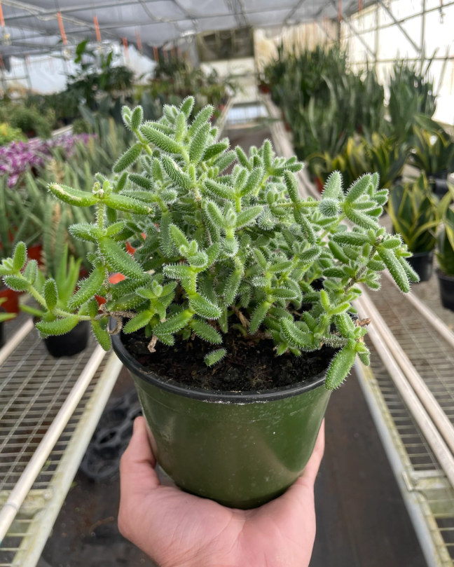 Bumble Plants Hedgehog Ice Plant Succulent