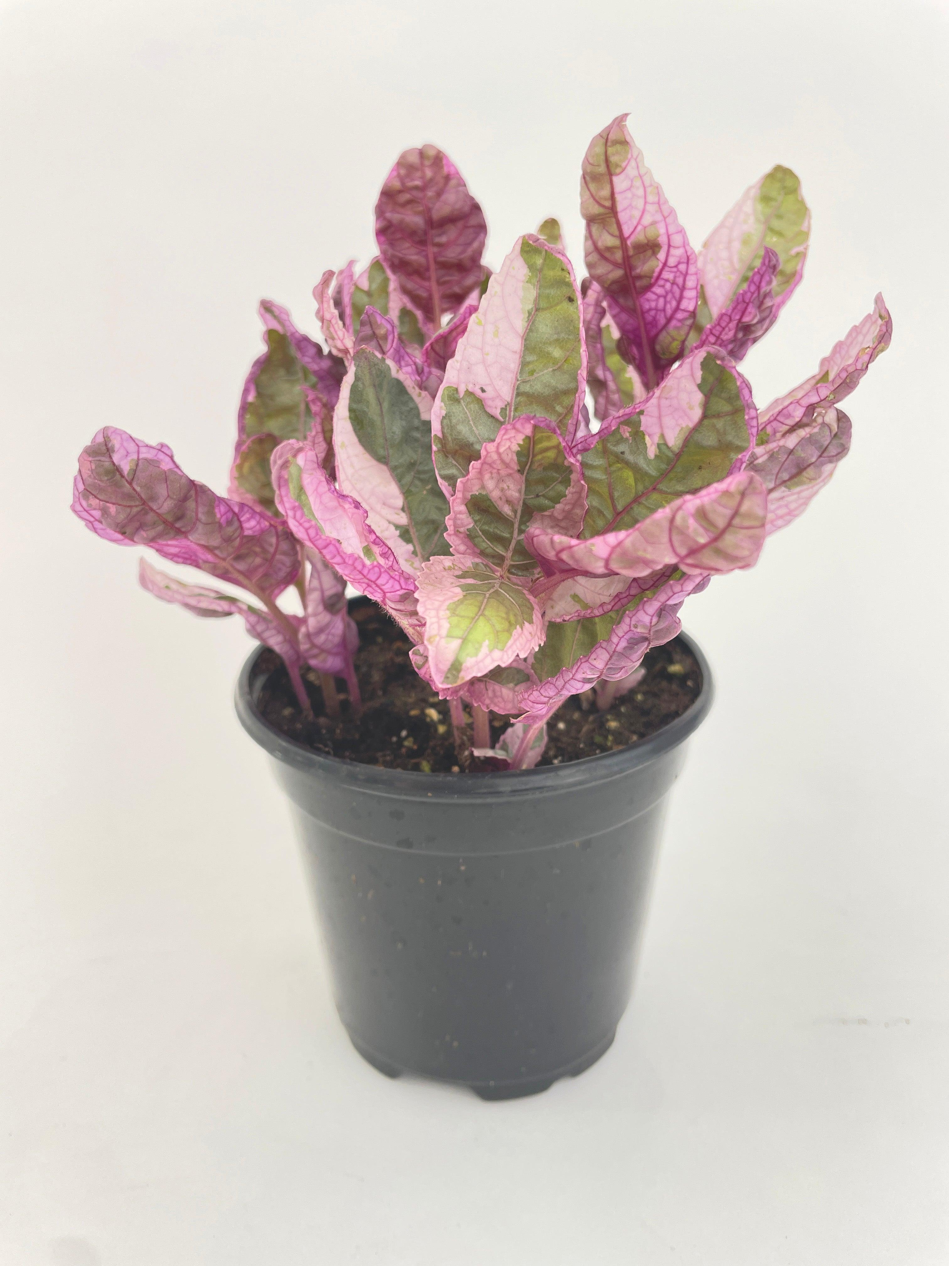 Bumble Plants 'Snow White' Waffle Plant Hemigraphis Alternata