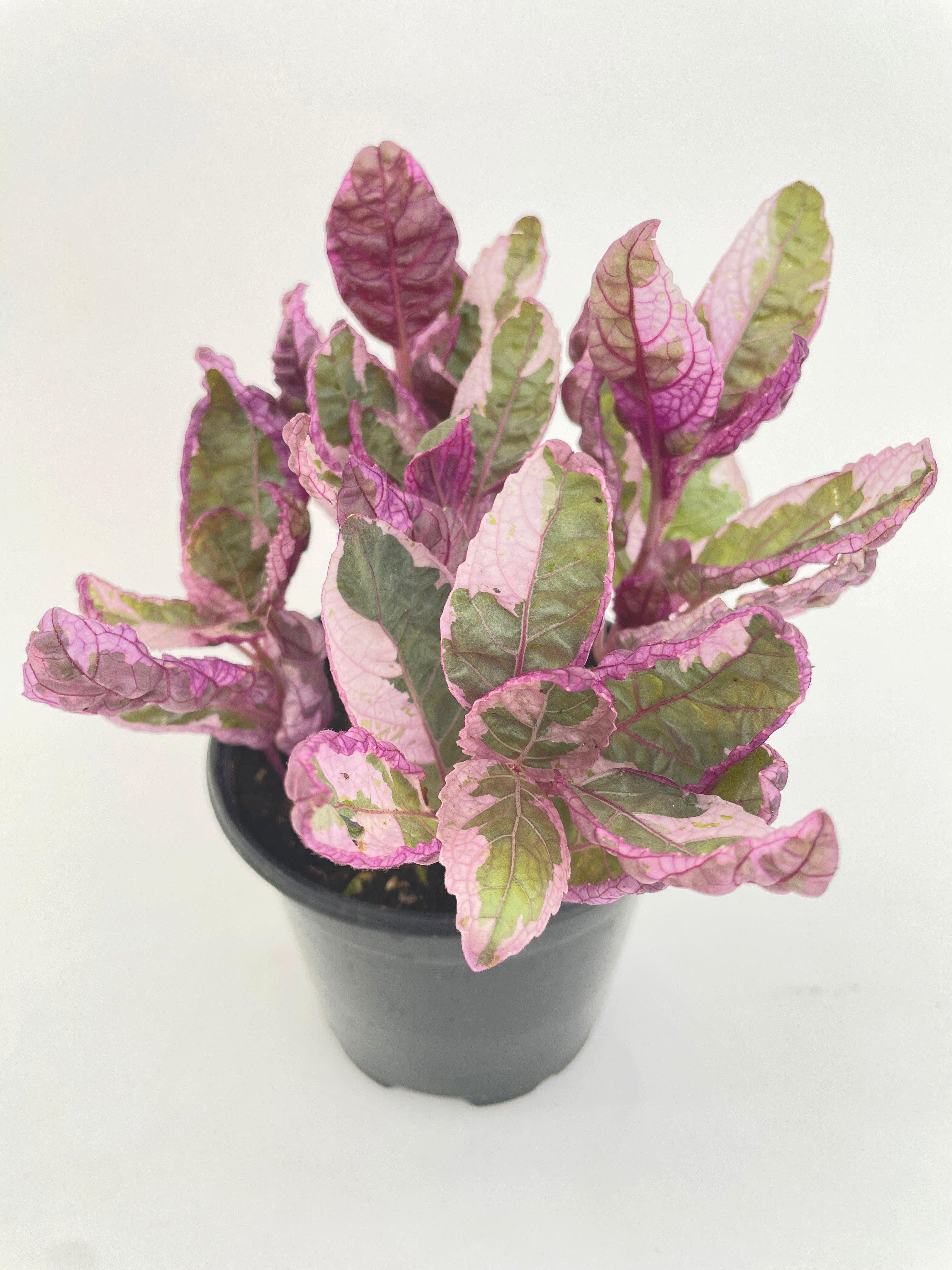 Bumble Plants 'Snow White' Waffle Plant Hemigraphis Alternata