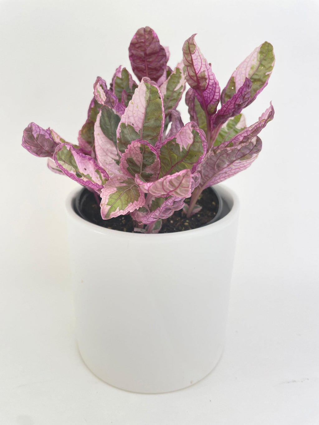 Bumble Plants 'Snow White' Waffle Plant Hemigraphis Alternata
