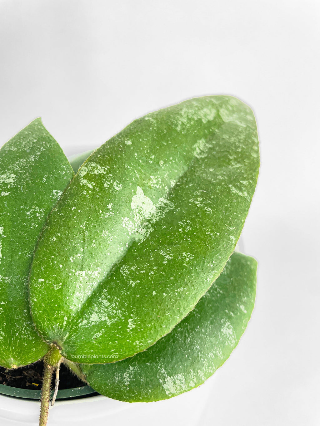 Bumble Plants Hoya Caudata Sumatra
