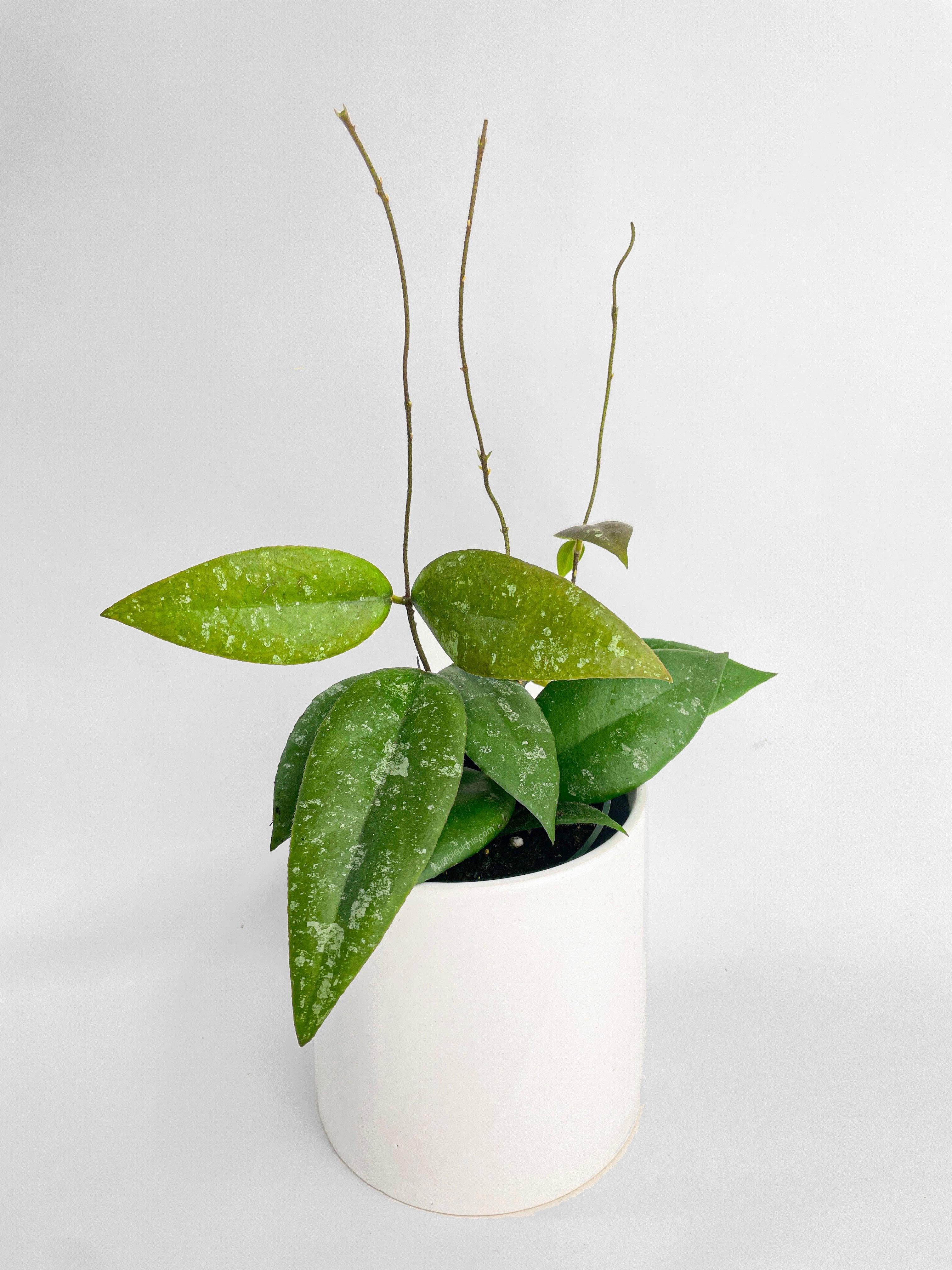 Bumble Plants Hoya Caudata Sumatra