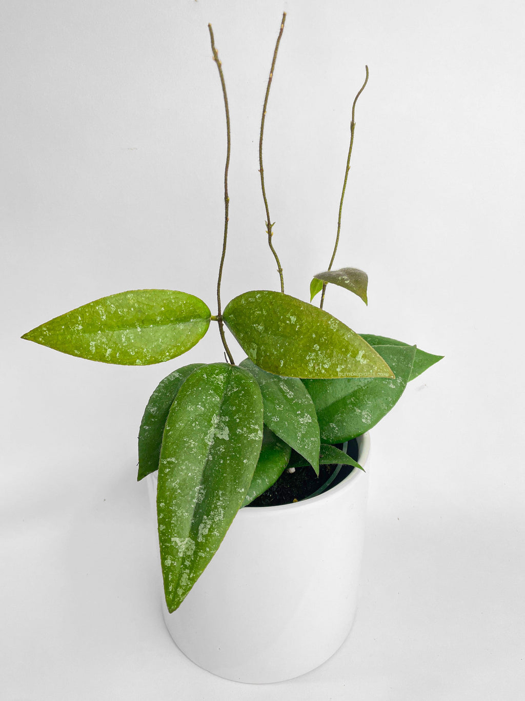 Bumble Plants Hoya Caudata Sumatra