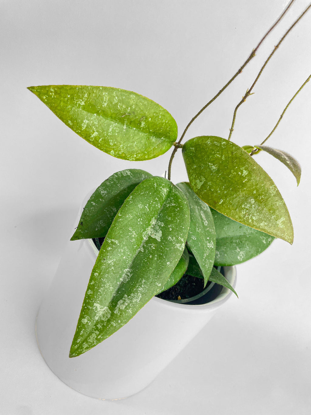 Bumble Plants Hoya Caudata Sumatra