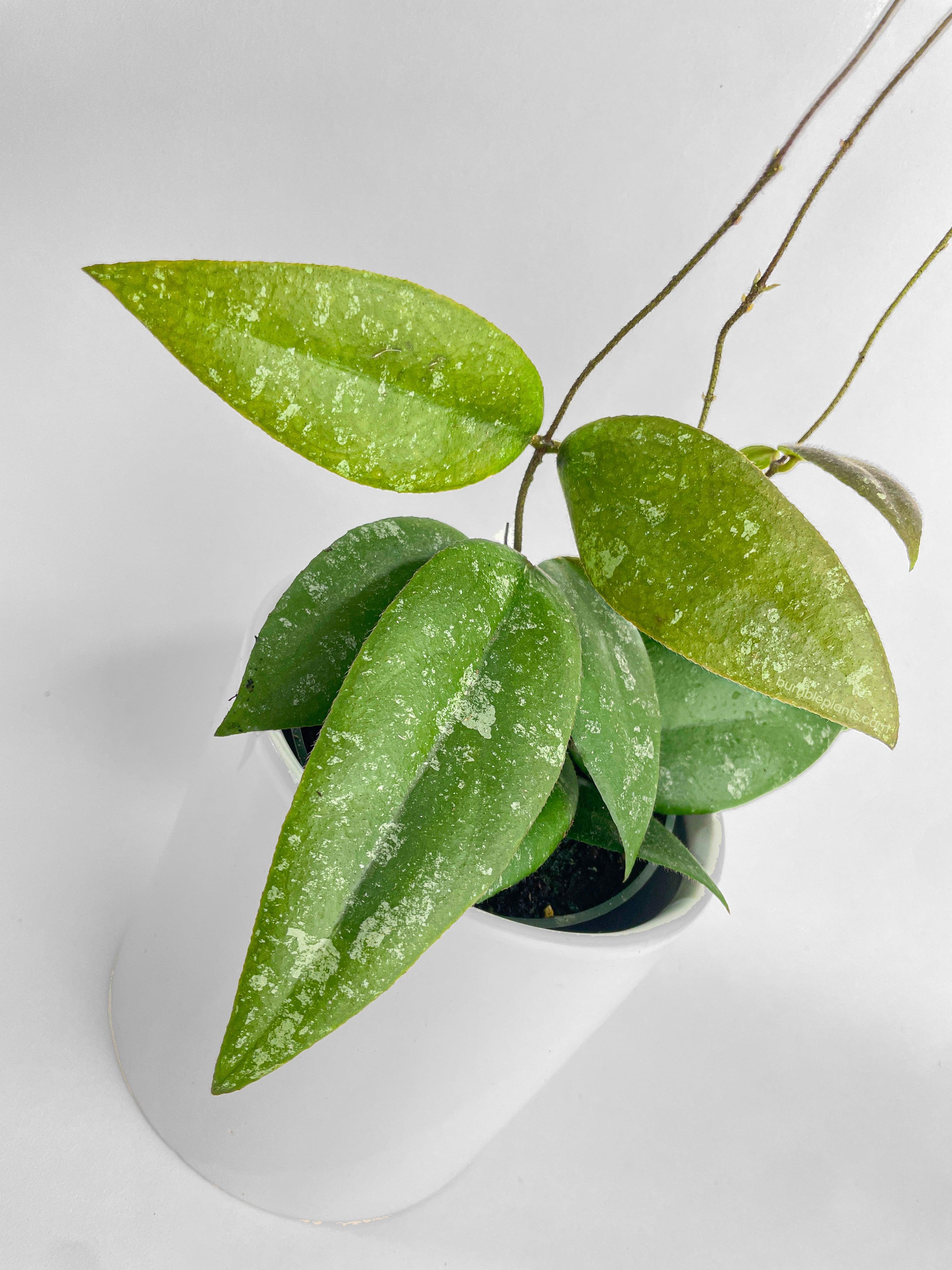 Bumble Plants Hoya Caudata Sumatra
