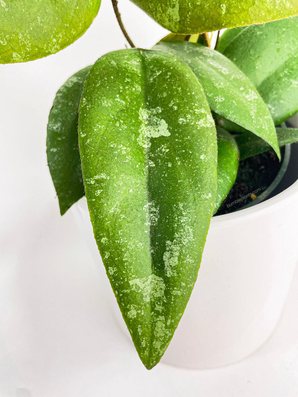 Bumble Plants Hoya Caudata Sumatra