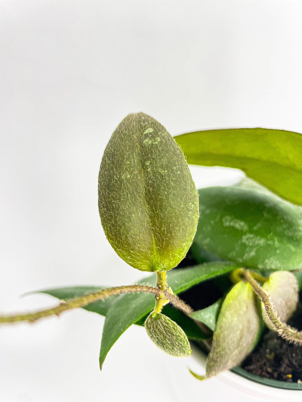 Bumble Plants Hoya Caudata Sumatra