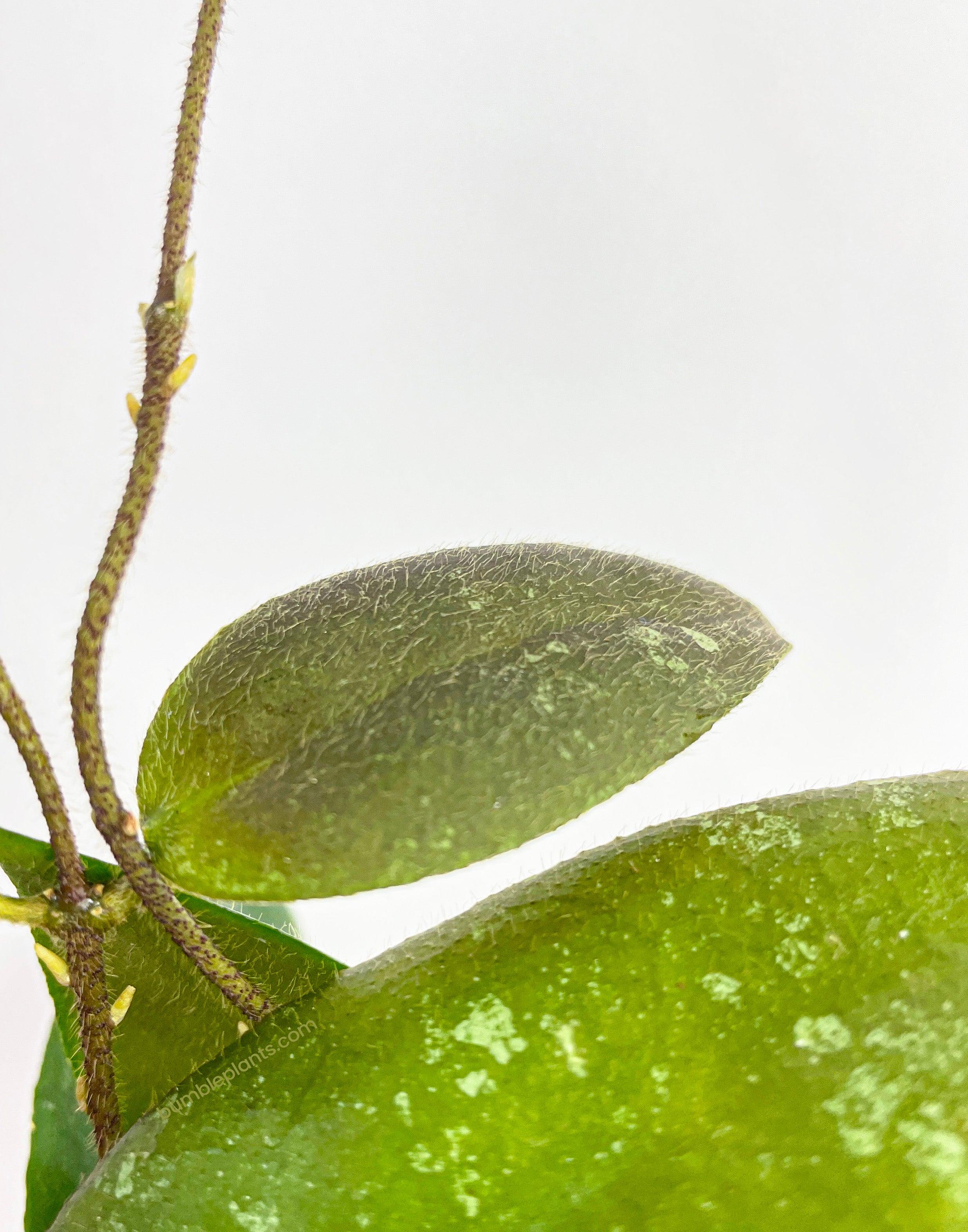 Bumble Plants Hoya Caudata Sumatra