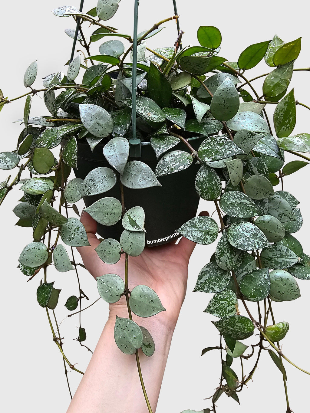 Bumble Plants Hoya Krohniana Super Eskimo