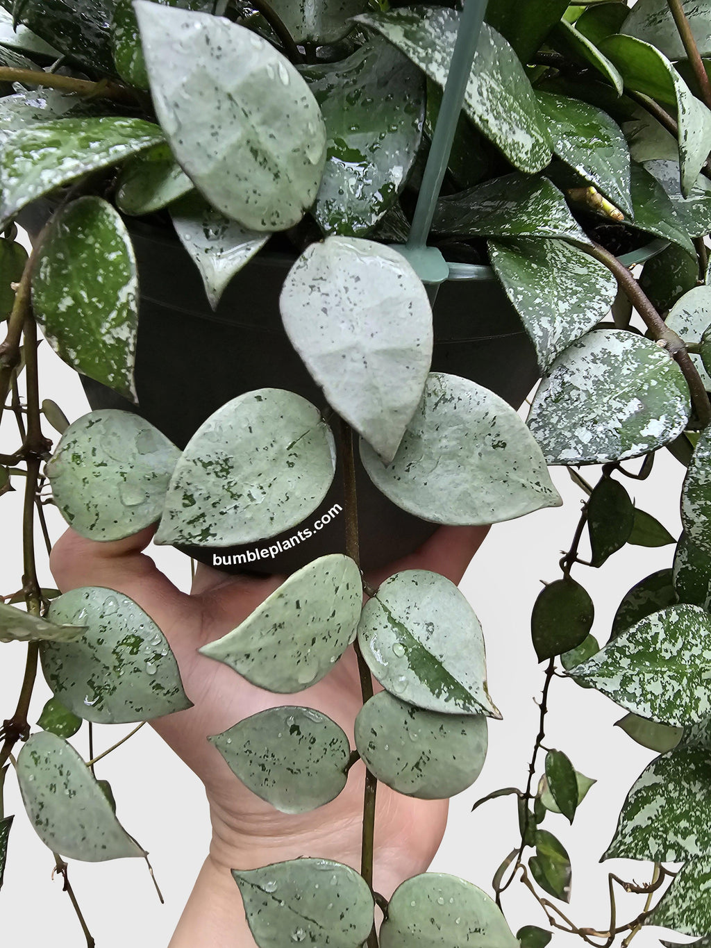 Bumble Plants Hoya Krohniana Super Eskimo