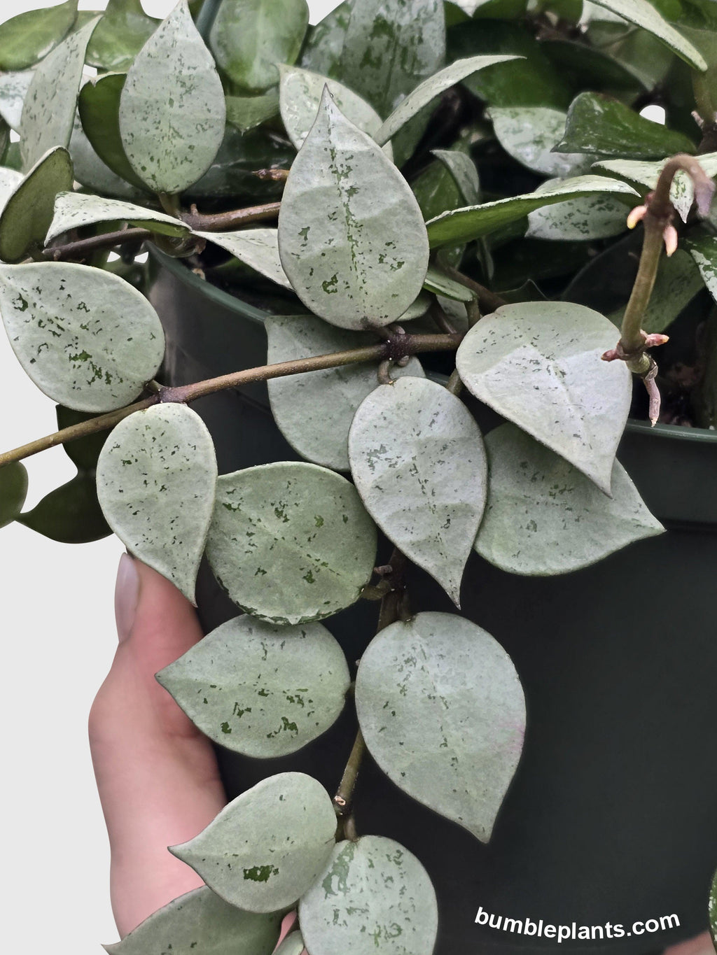 Bumble Plants Hoya Krohniana Super Eskimo