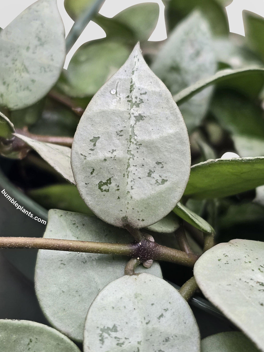 Bumble Plants Hoya Krohniana Super Eskimo