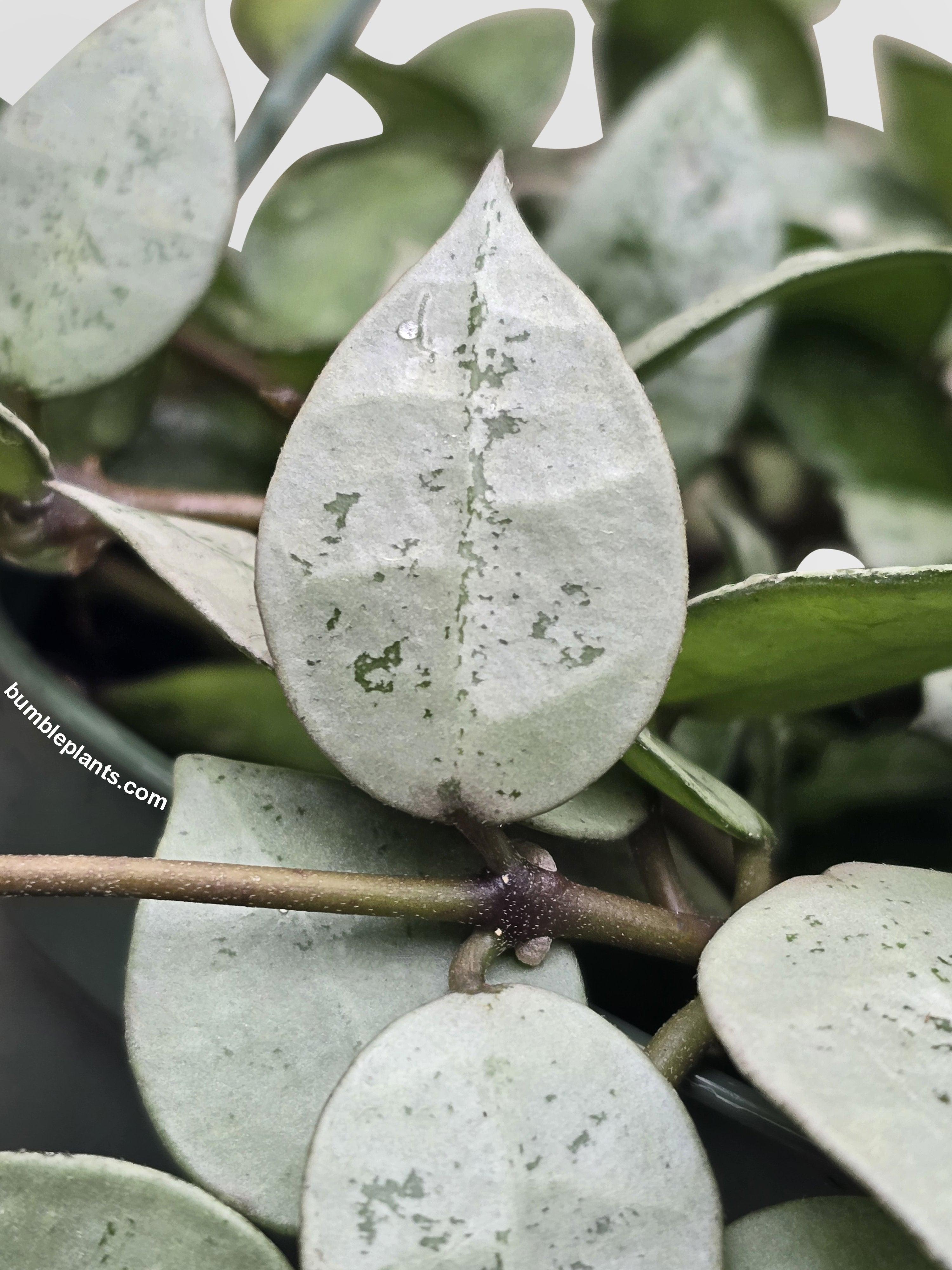 Bumble Plants Hoya Krohniana Super Eskimo
