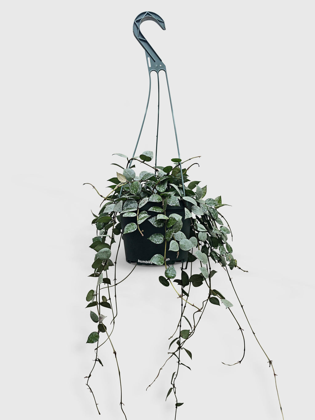 Bumble Plants Hoya Krohniana Super Eskimo