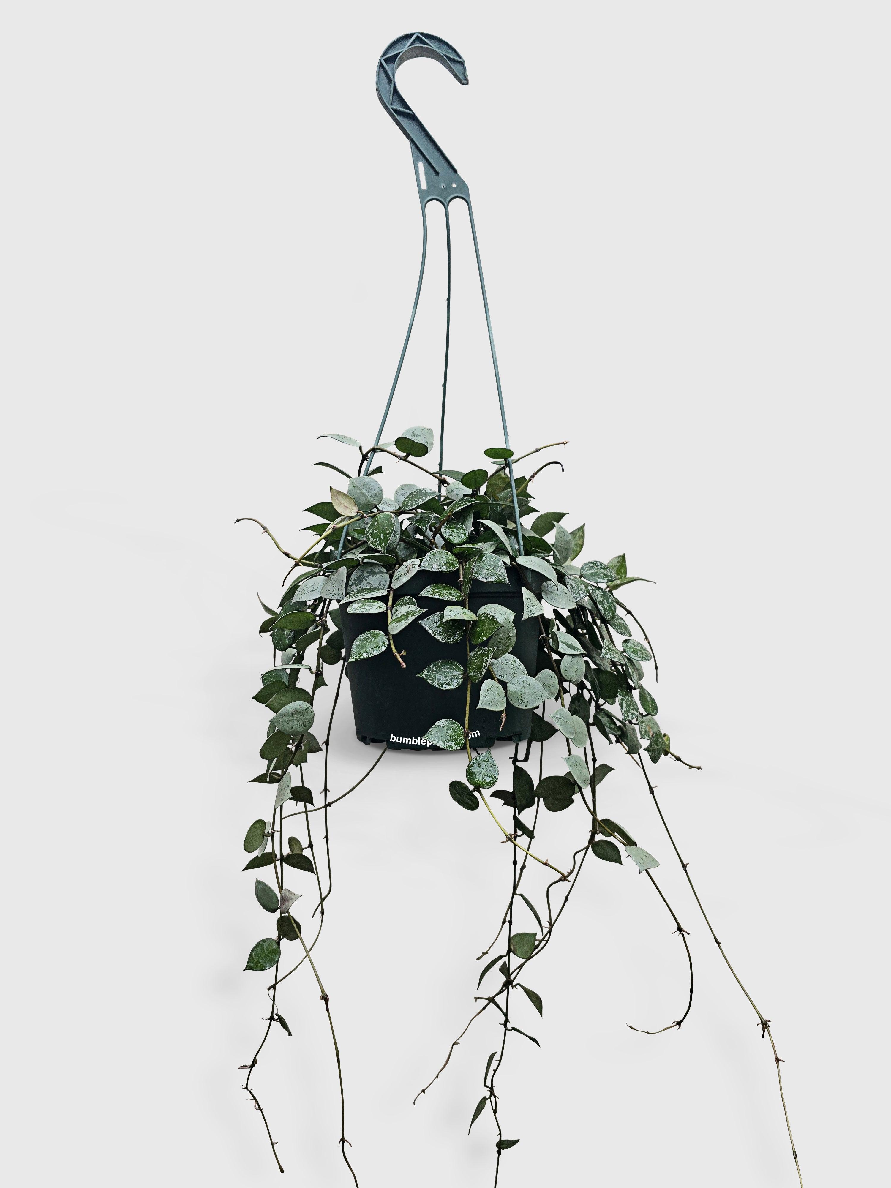 Bumble Plants Hoya Krohniana Super Eskimo