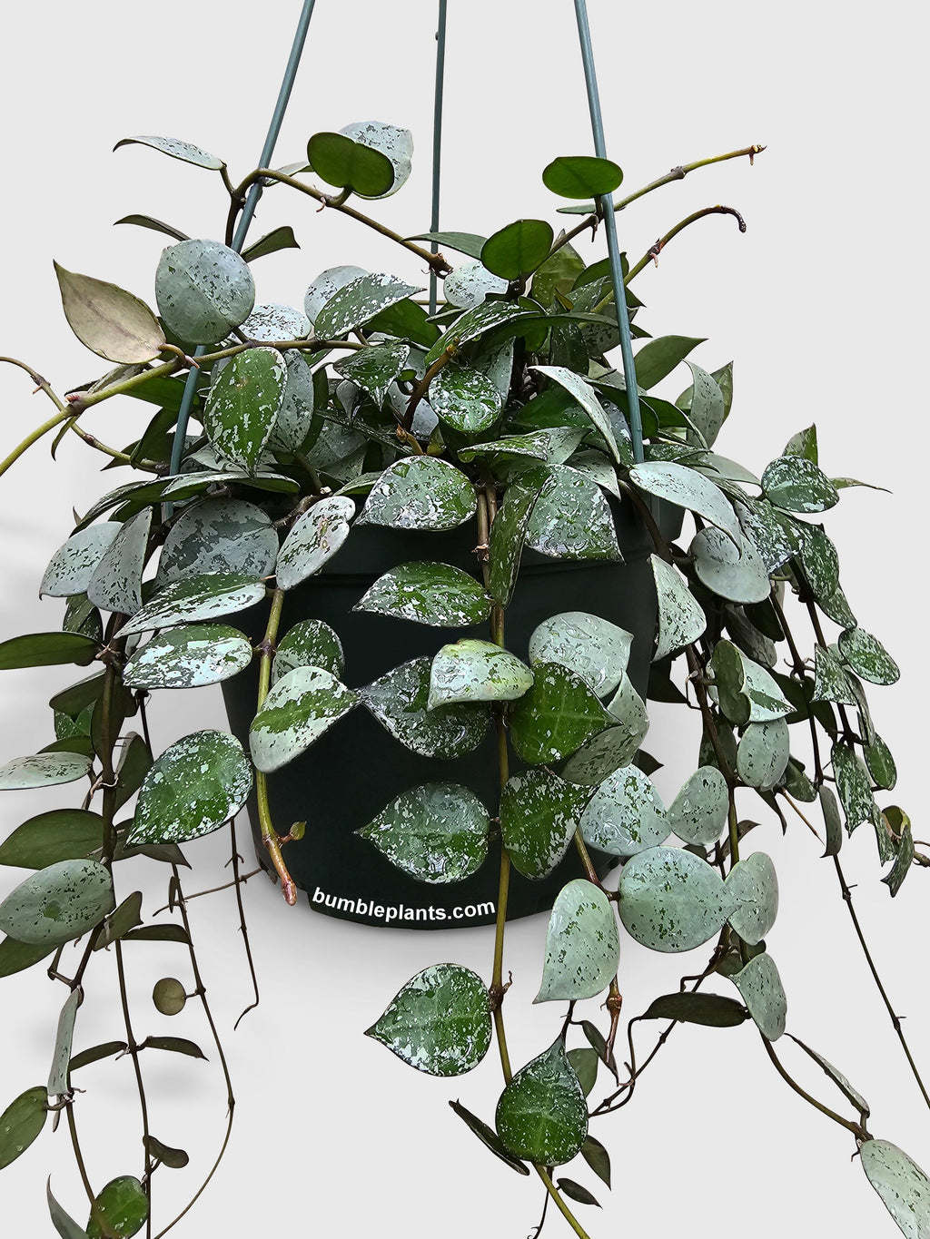 Bumble Plants Hoya Krohniana Super Eskimo