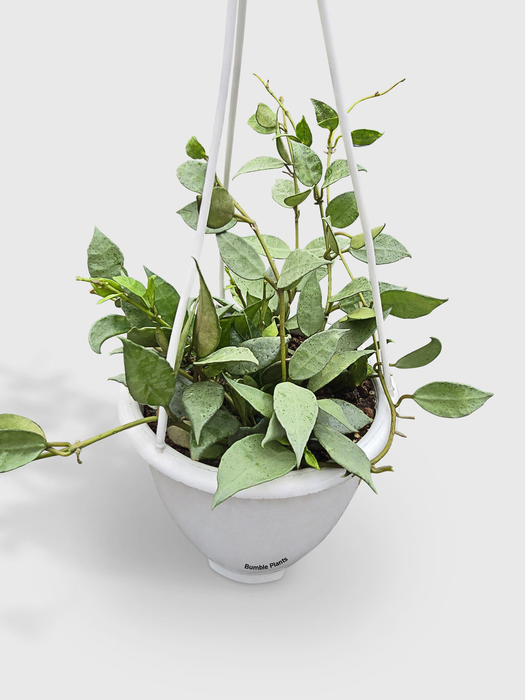 Bumble Plants Hoya Lacunosa 'Silver Mint Coin'