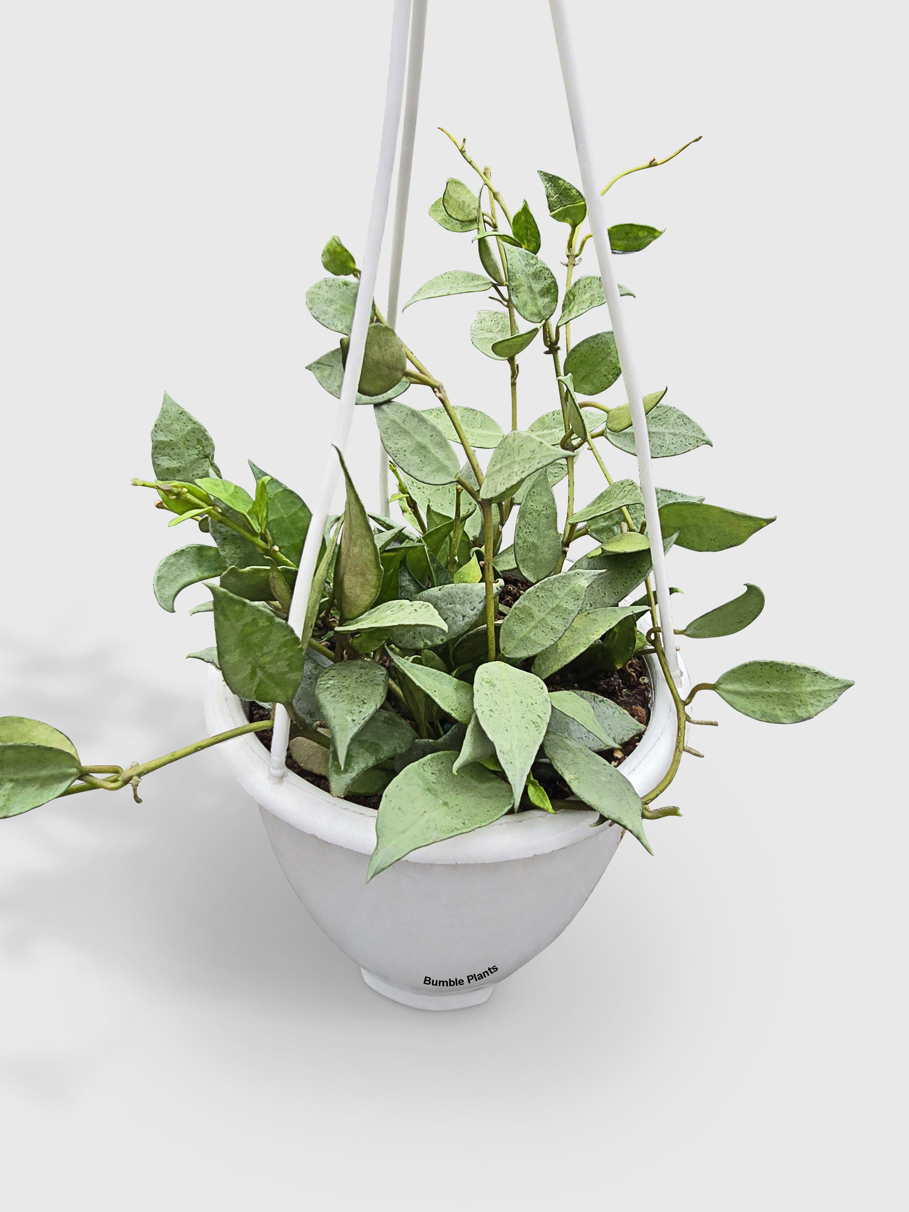 Bumble Plants Hoya Lacunosa 'Silver Mint Coin'