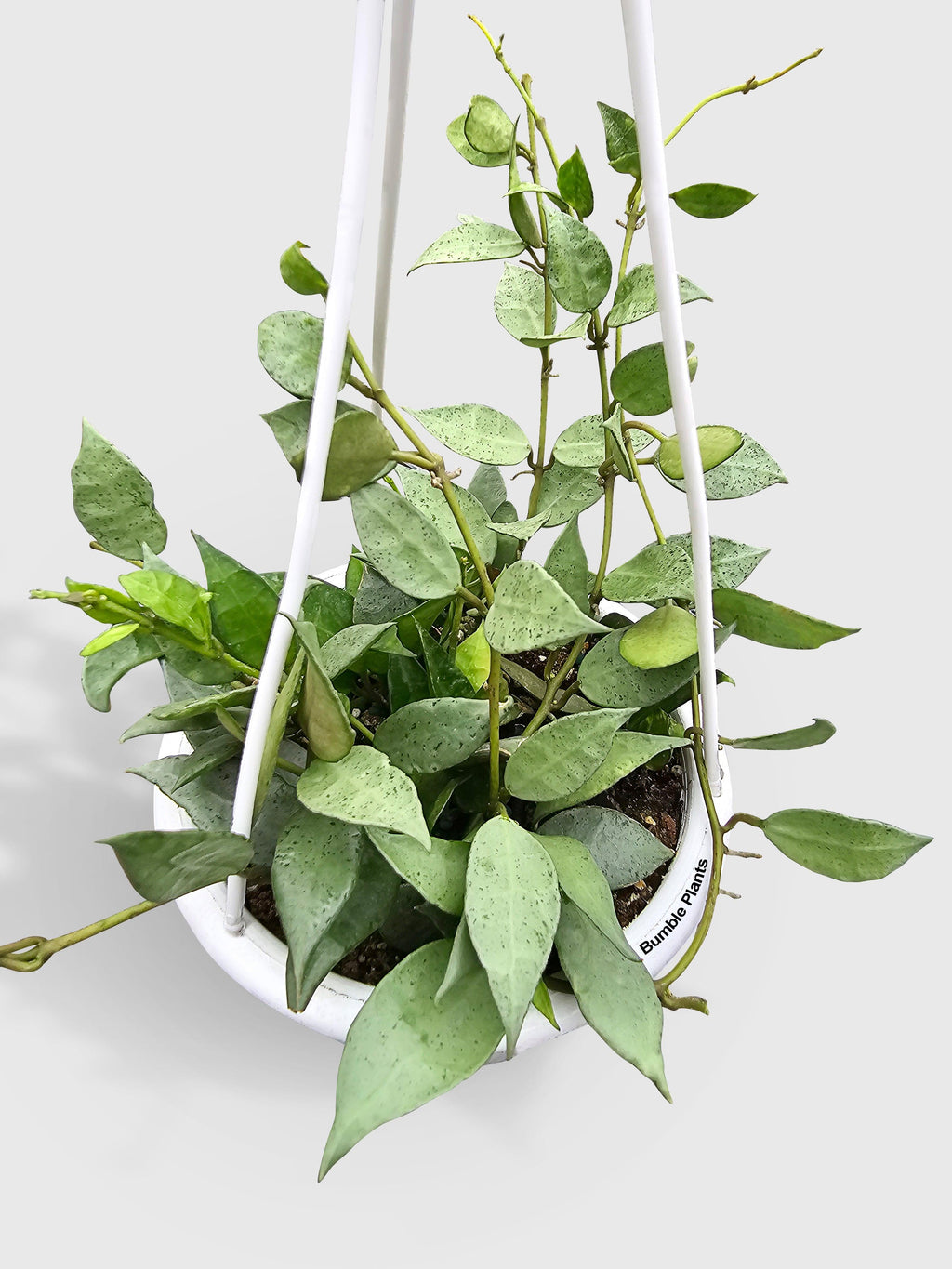 Bumble Plants Hoya Lacunosa 'Silver Mint Coin'