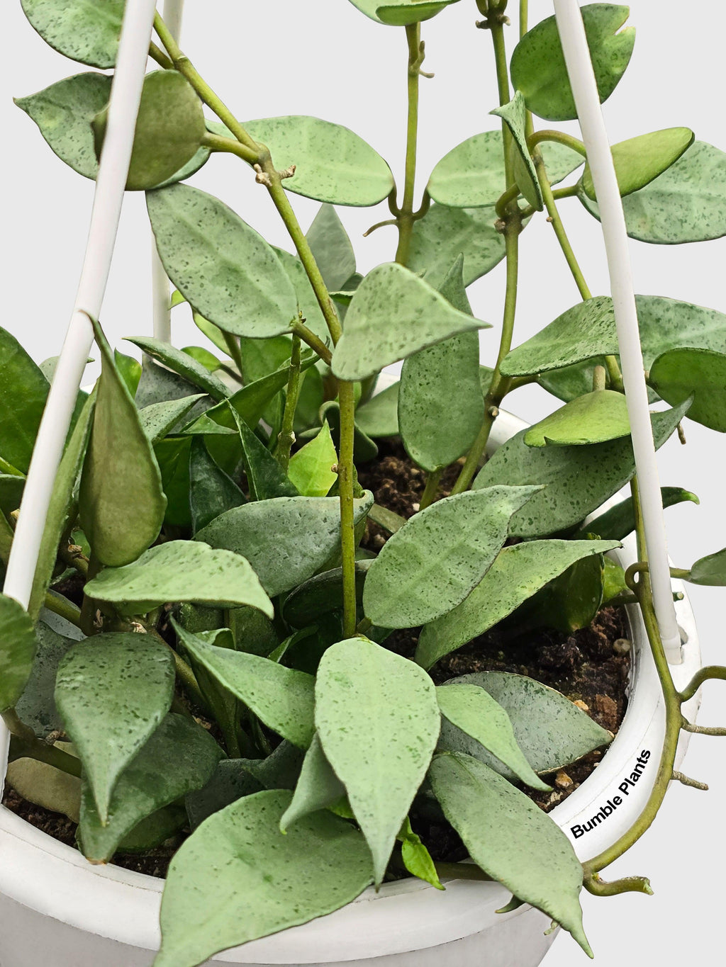 Bumble Plants Hoya Lacunosa 'Silver Mint Coin'