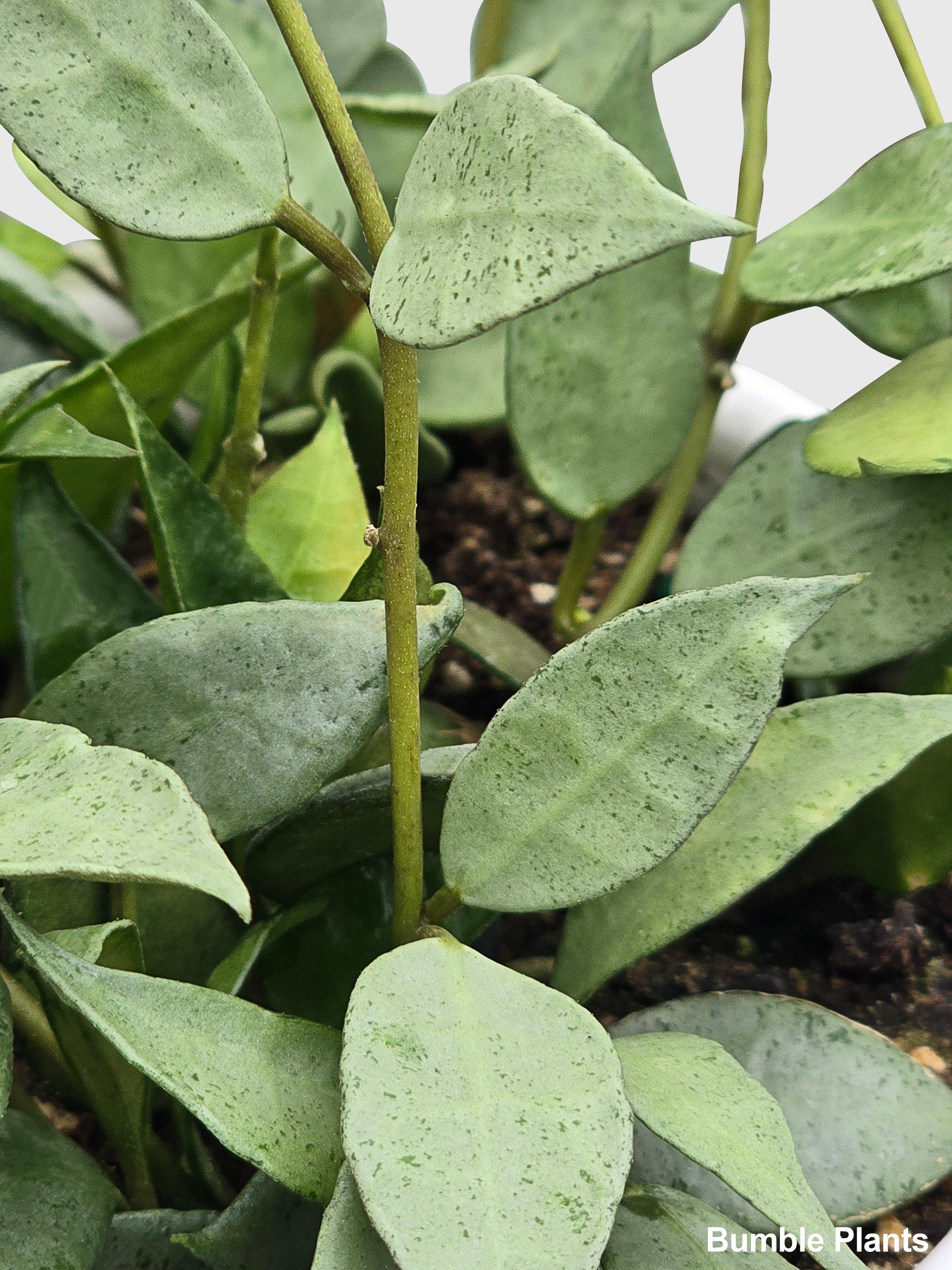 Bumble Plants Hoya Lacunosa 'Silver Mint Coin'