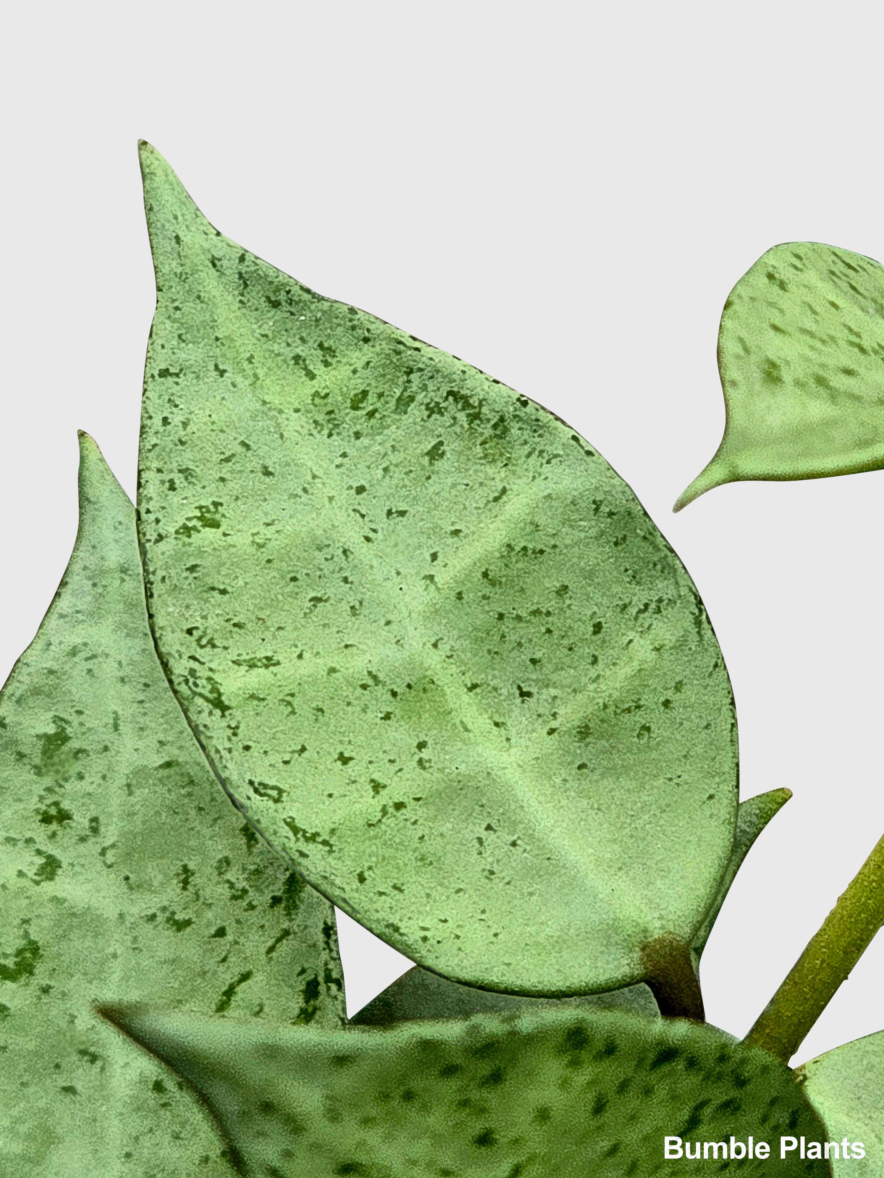 Bumble Plants Hoya Lacunosa 'Silver Mint Coin'