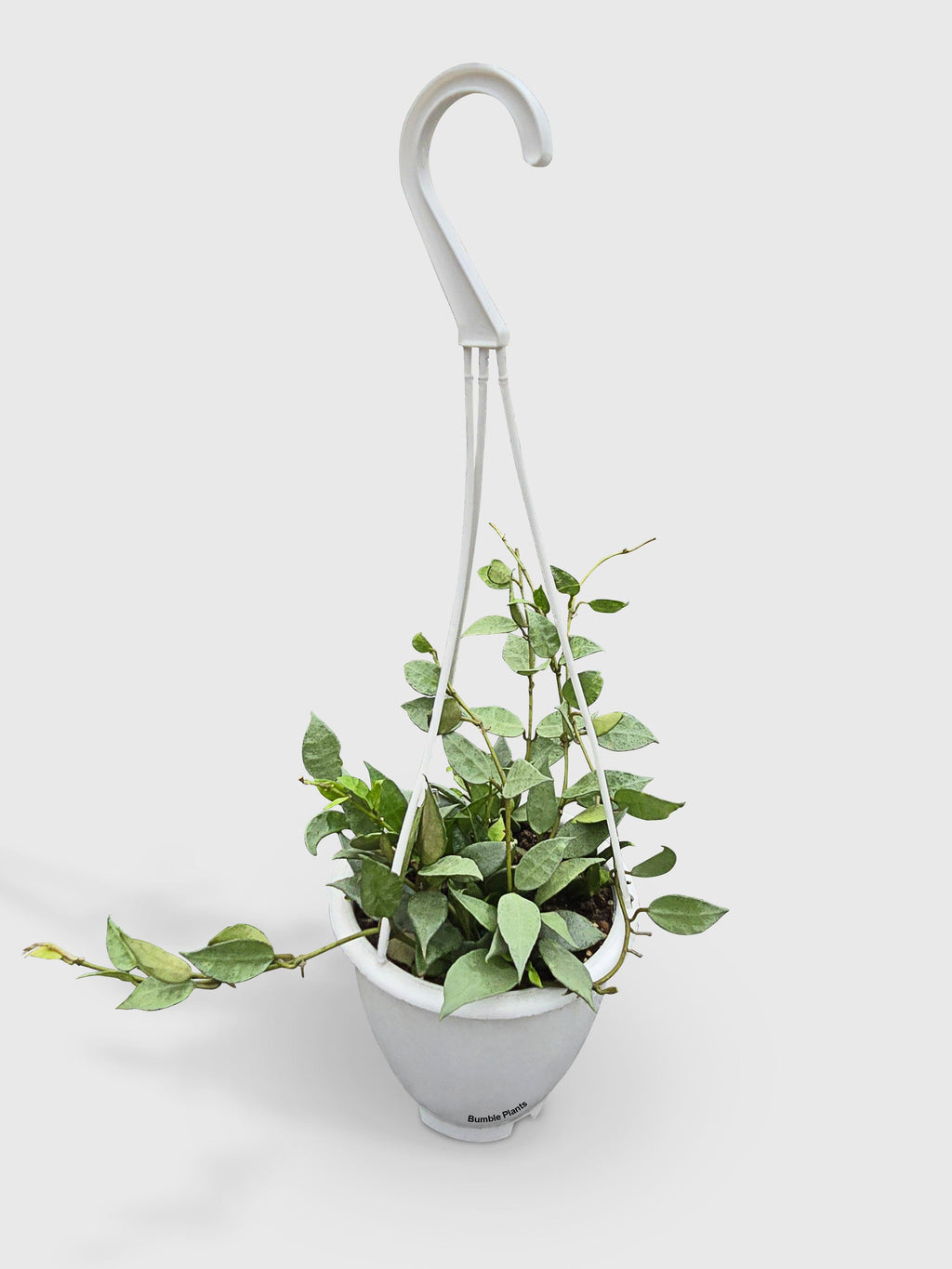 Bumble Plants Hoya Lacunosa 'Silver Mint Coin'