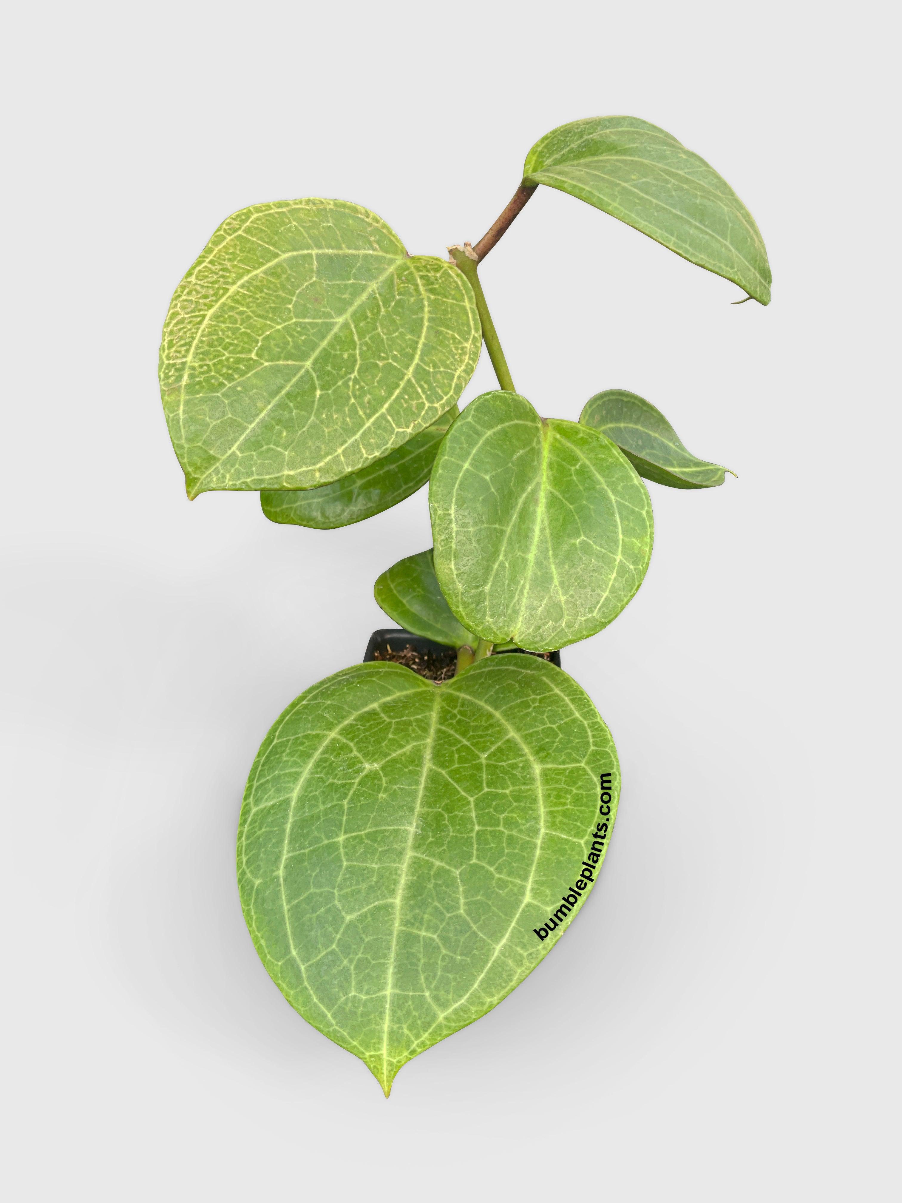 Bumble Plants Hoya Latifolia sp. Sarawak Cream