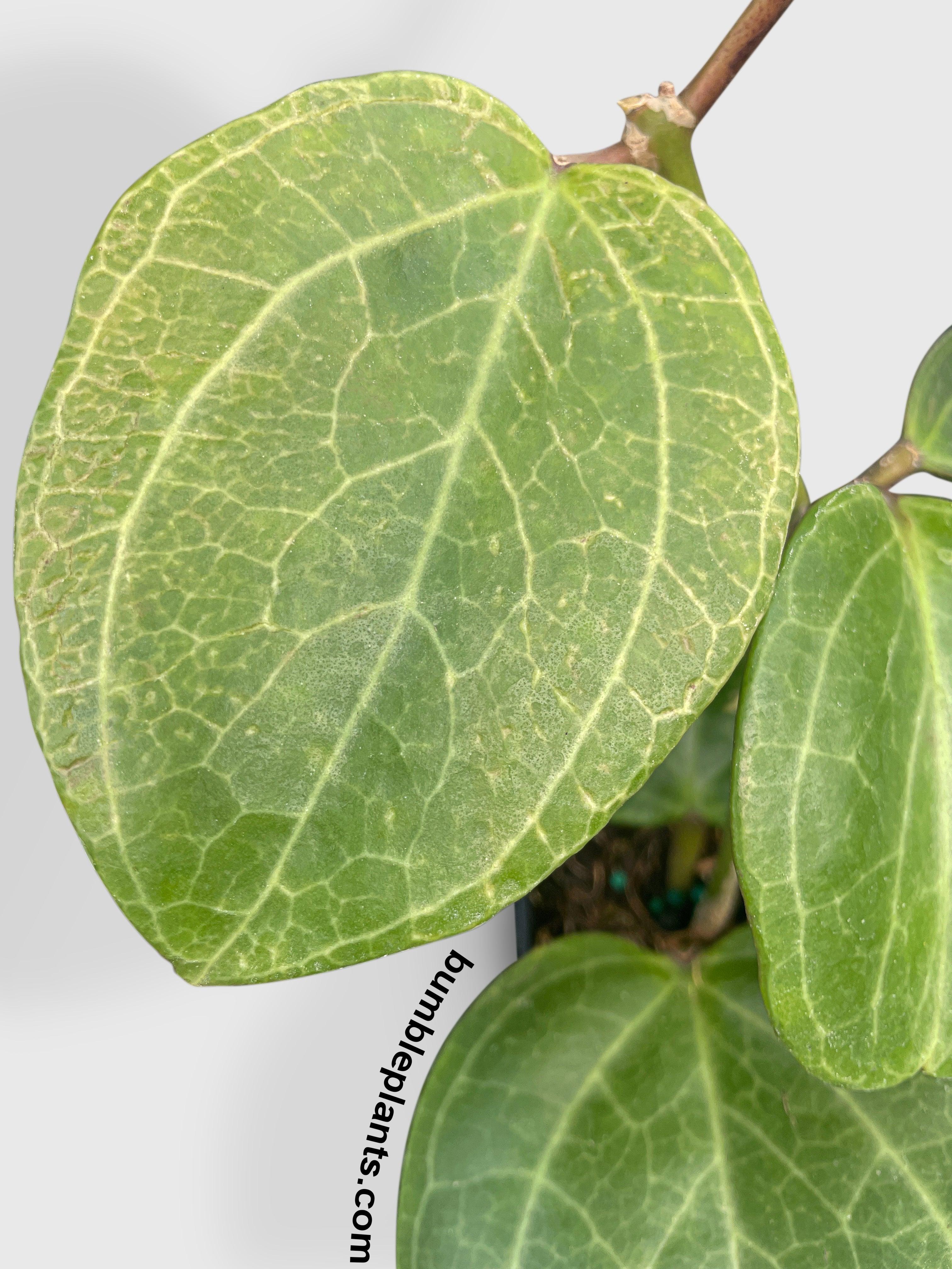 Bumble Plants Hoya Latifolia sp. Sarawak Cream