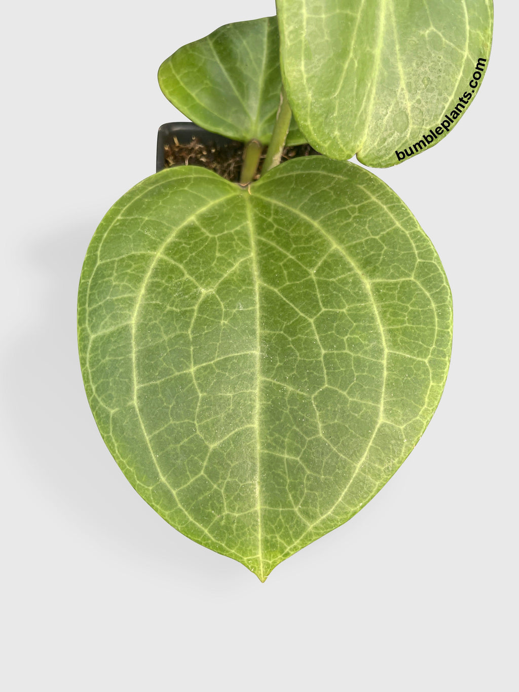 Bumble Plants Hoya Latifolia sp. Sarawak Cream