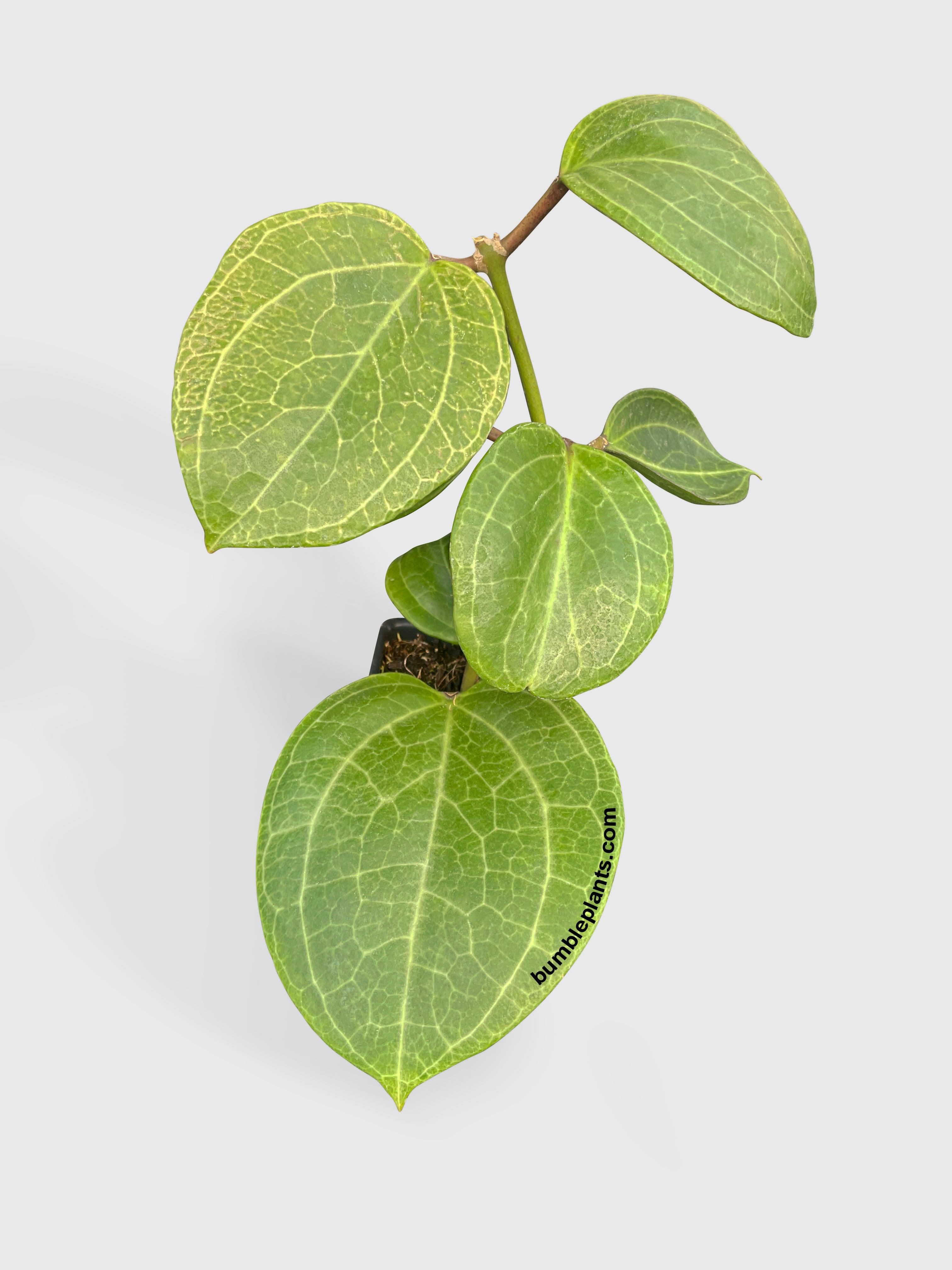 Bumble Plants Hoya Latifolia sp. Sarawak Cream