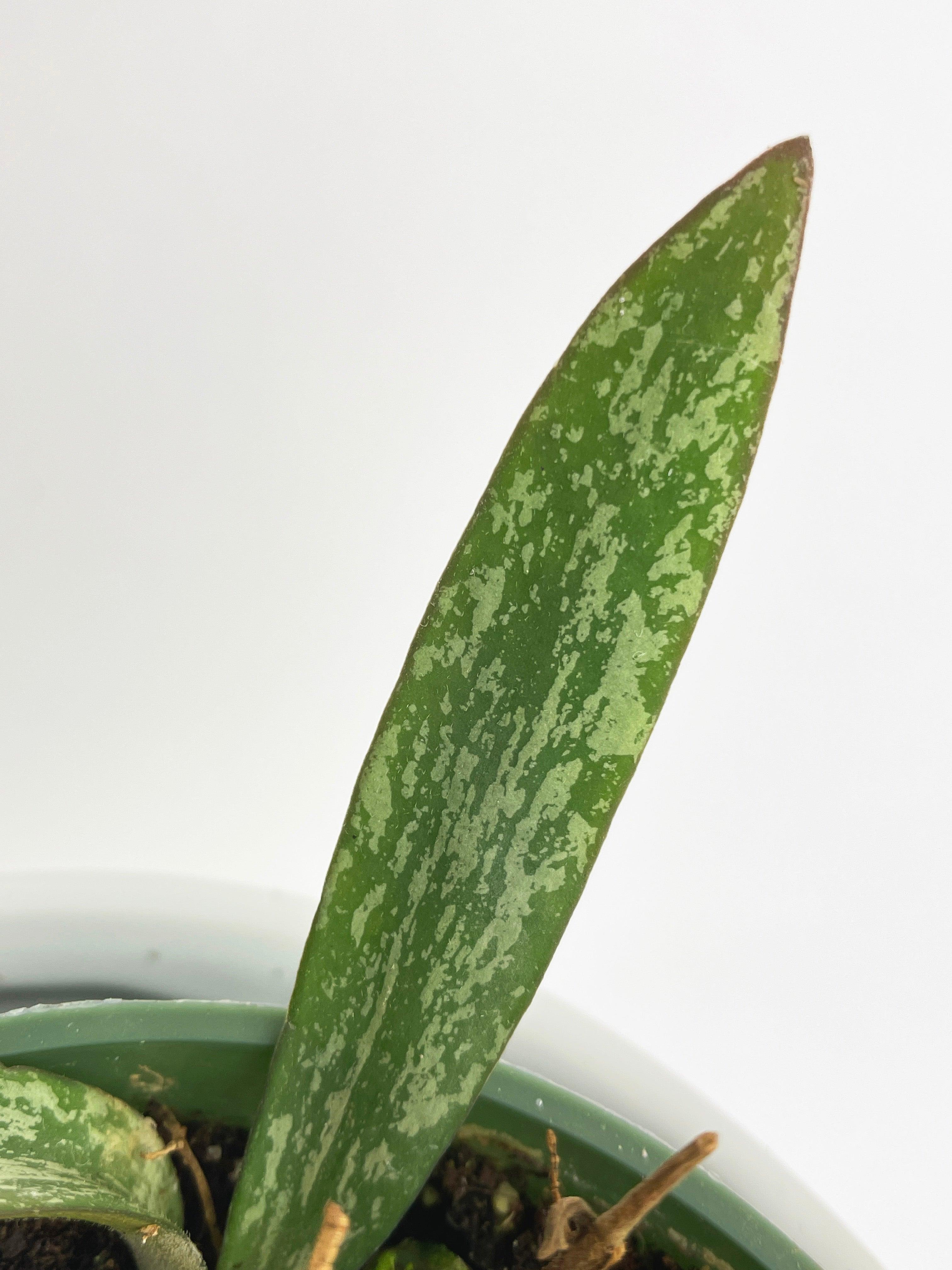 Hoya Sigillatis | Heirloom Boulevard