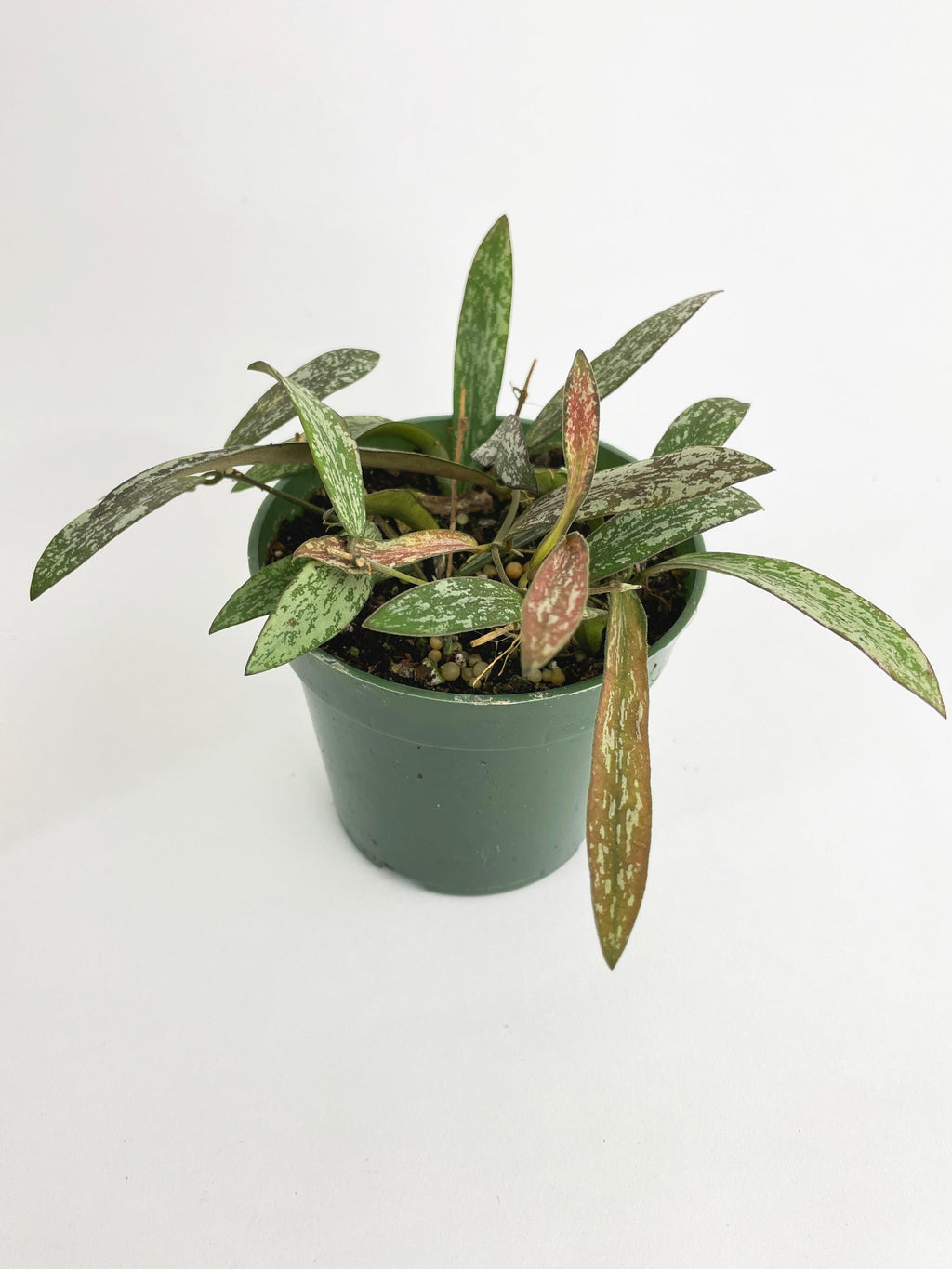 Hoya Sigillatis | Heirloom Boulevard
