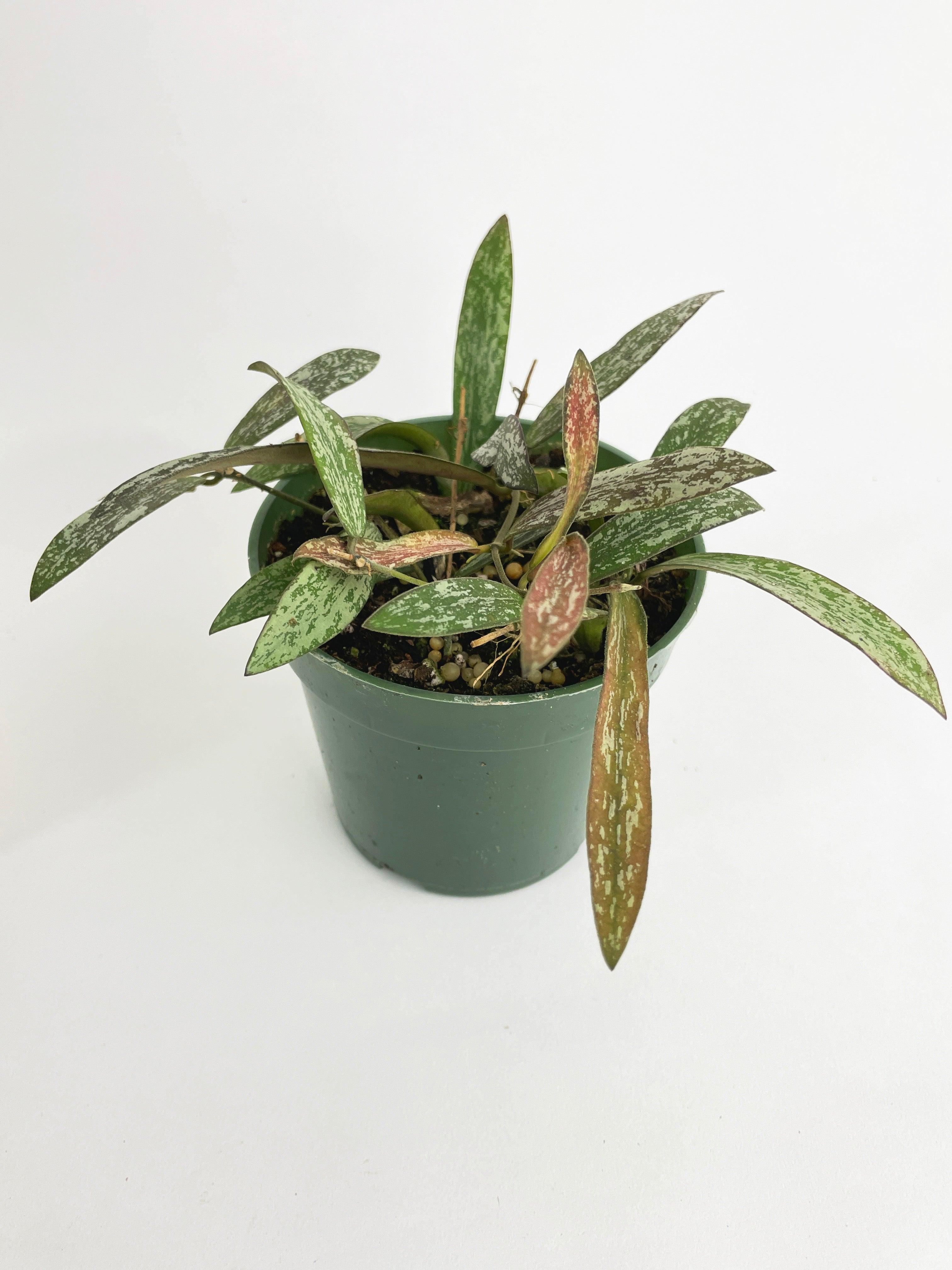 Hoya Sigillatis | Heirloom Boulevard